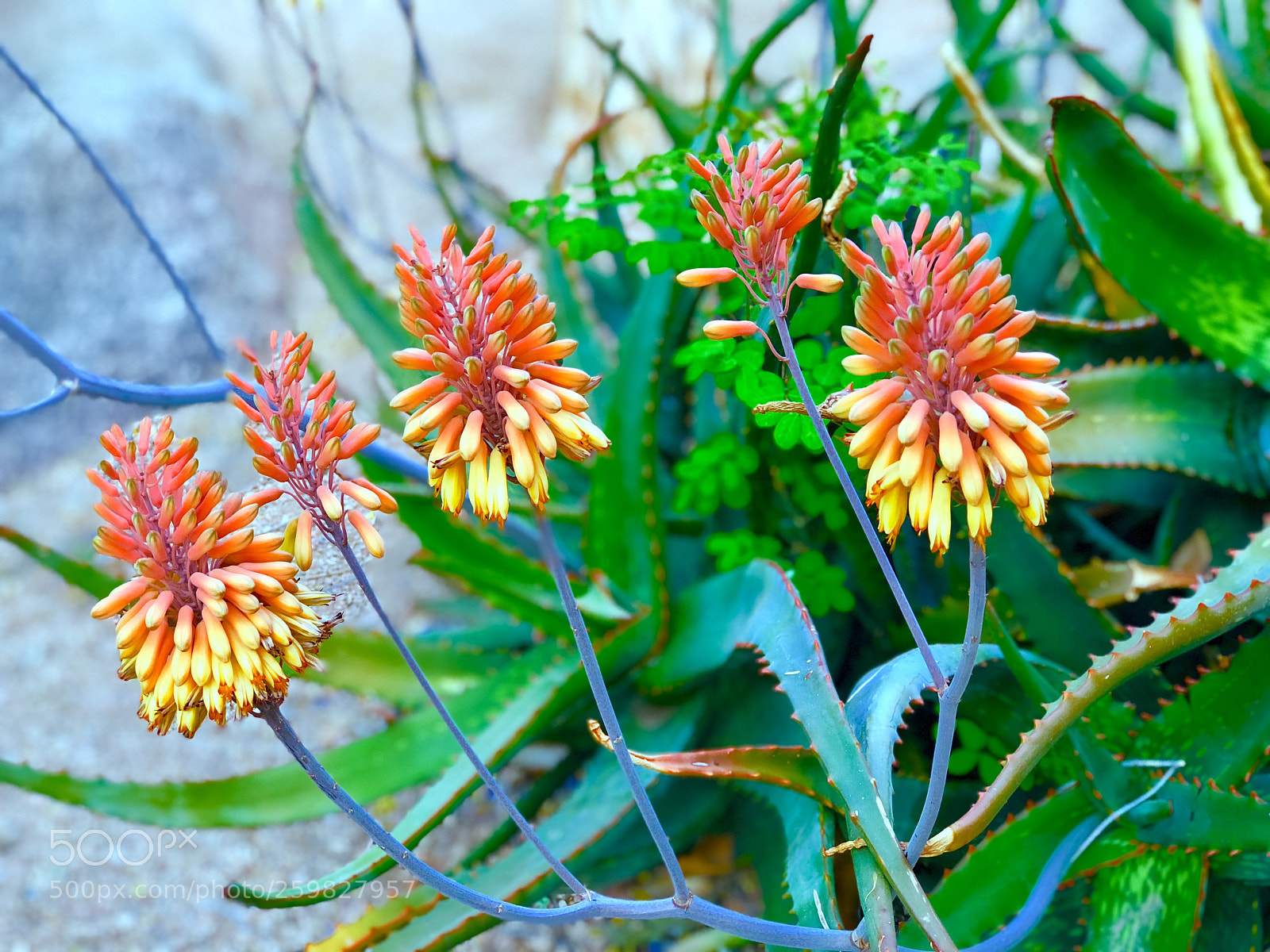 Apple iPhone 8 Plus sample photo. Aloe flowers photography