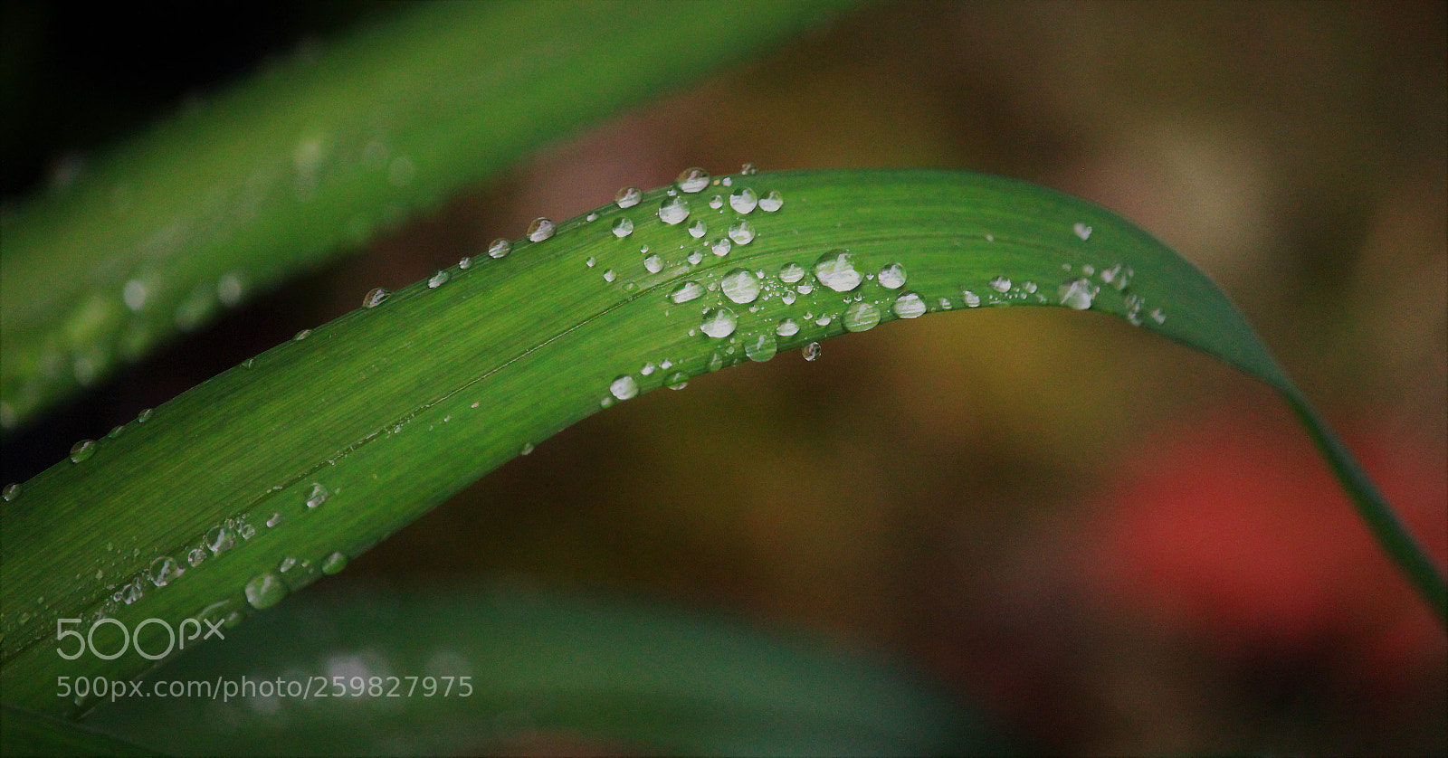 Canon EOS 1300D (EOS Rebel T6 / EOS Kiss X80) sample photo. Early morning dew photography