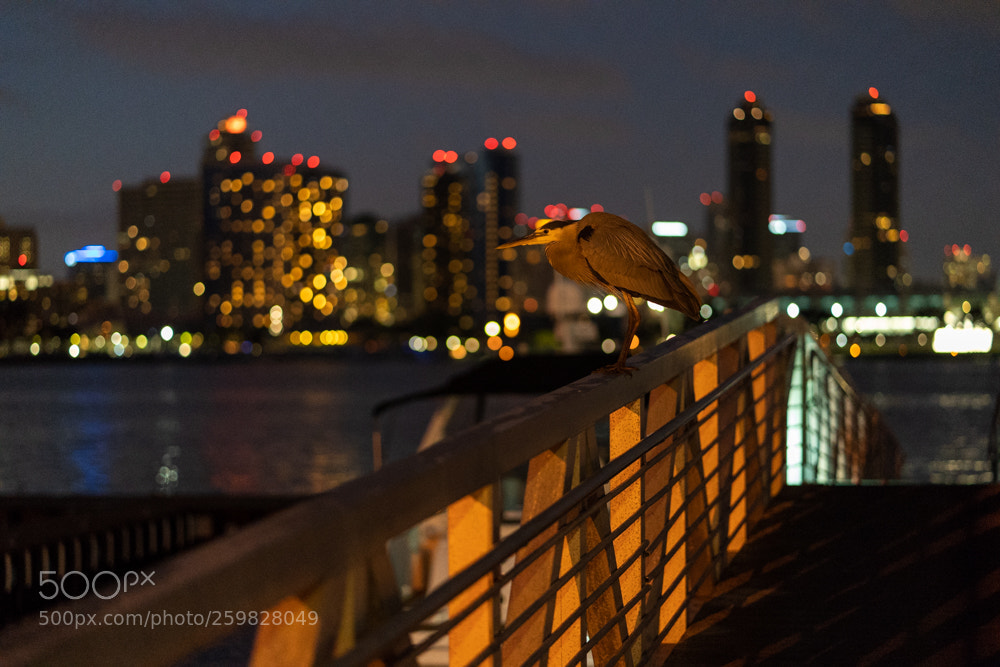 Sony a7 III sample photo. Perched photography