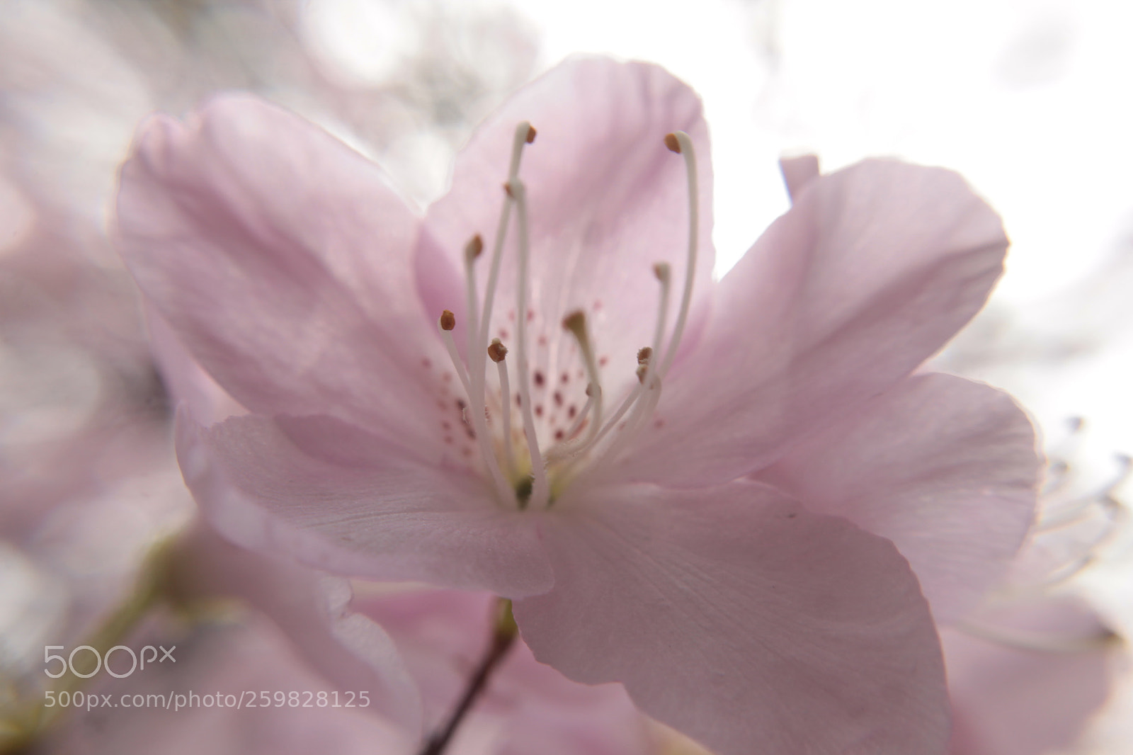 Canon EOS 1100D (EOS Rebel T3 / EOS Kiss X50) sample photo. Spring's sweet awakening.... photography