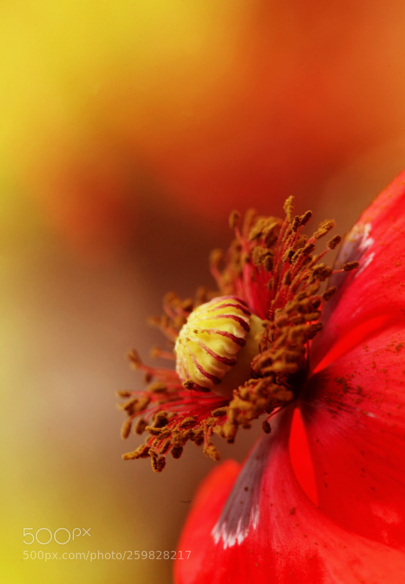 Canon EOS 5D Mark II sample photo. Springtime photography