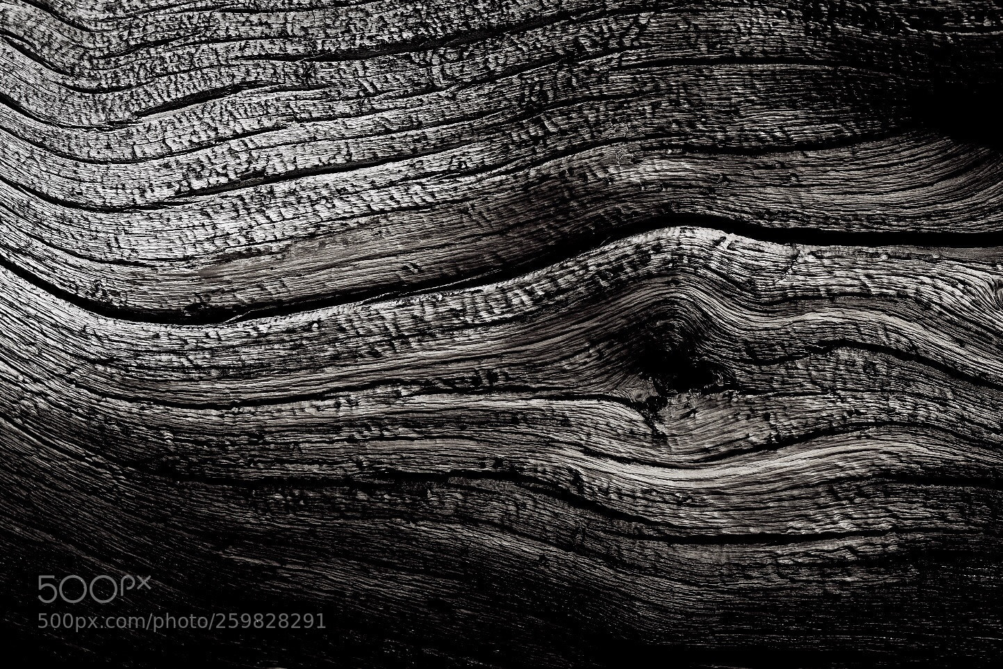 Fujifilm X-H1 sample photo. Wood photography