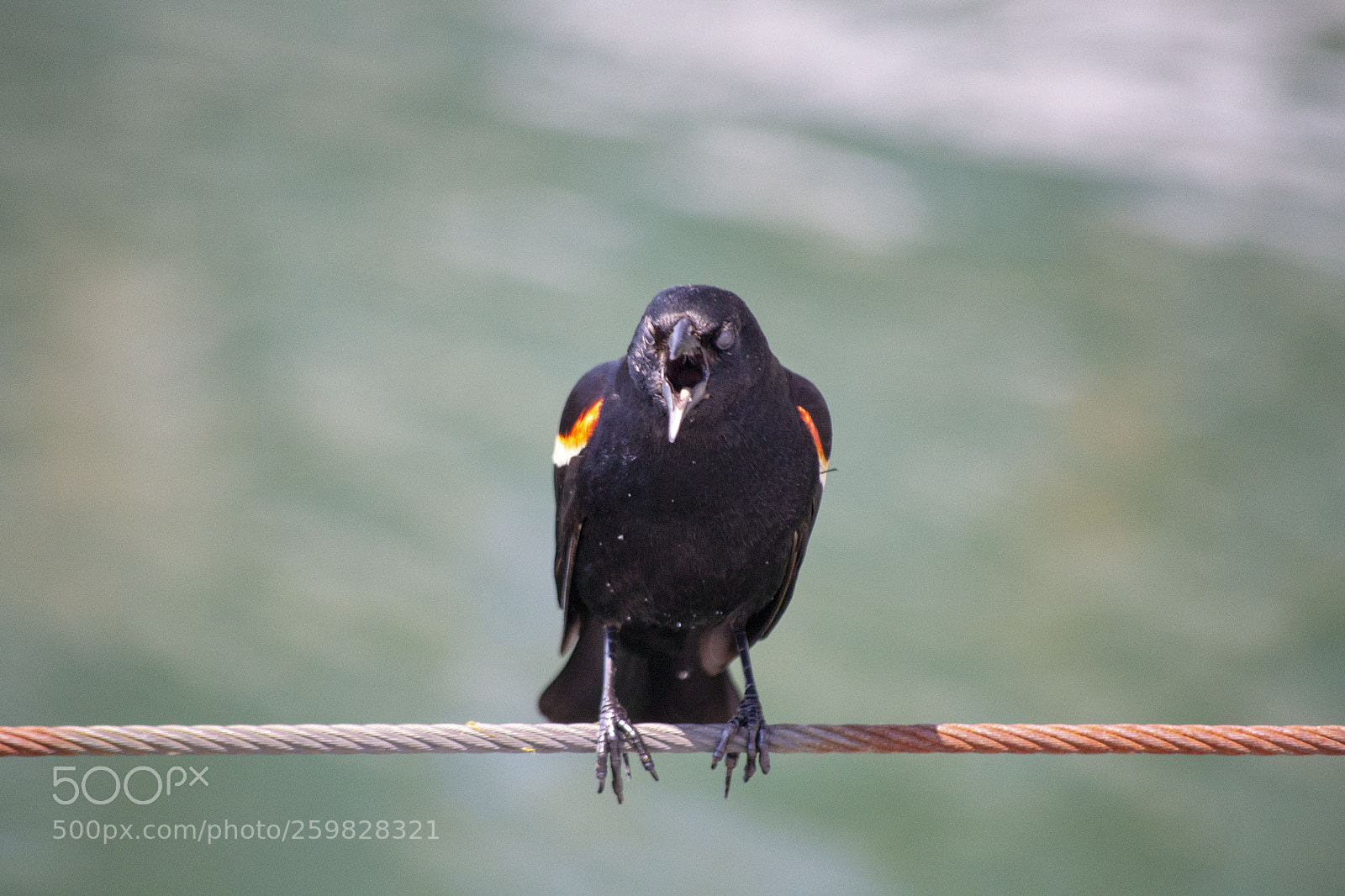 Nikon D3100 sample photo. Agelaius phoeniceus photography