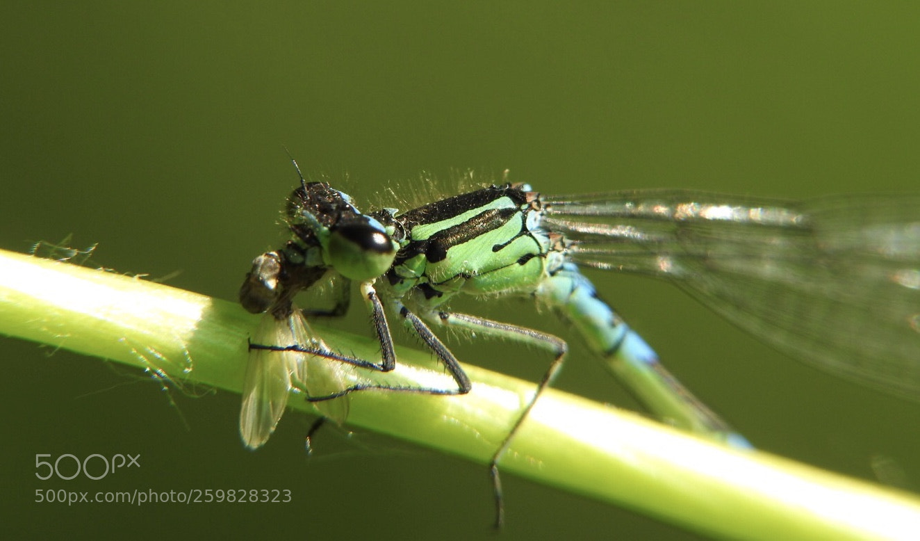 Nikon Coolpix P900 sample photo. Blue azure damselfly female photography