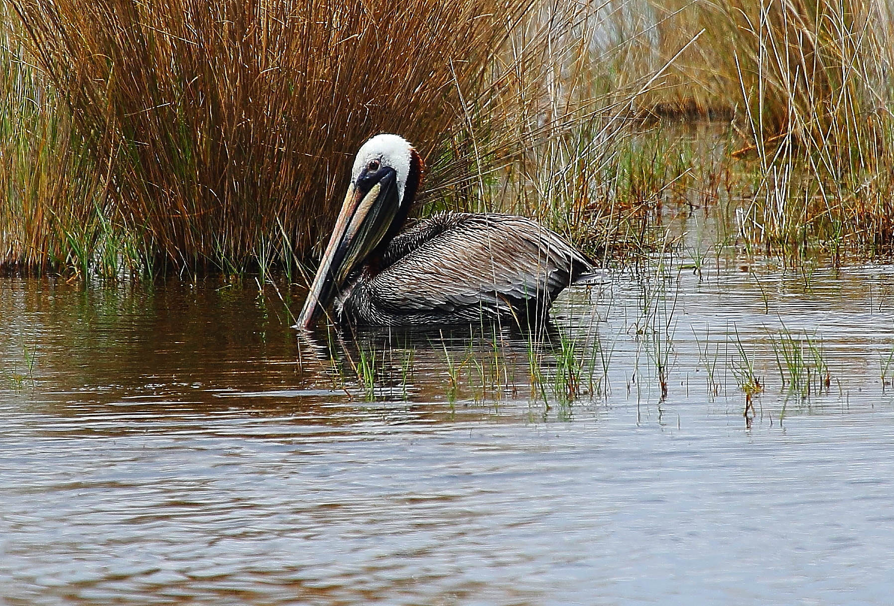 Canon EF 100-400mm F4.5-5.6L IS USM sample photo. Brown pelican photography