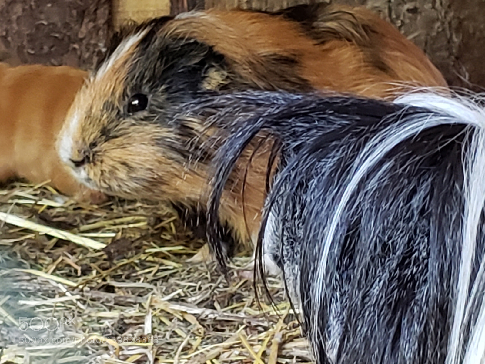 Samsung Galaxy S9+ sample photo. Untitled photography