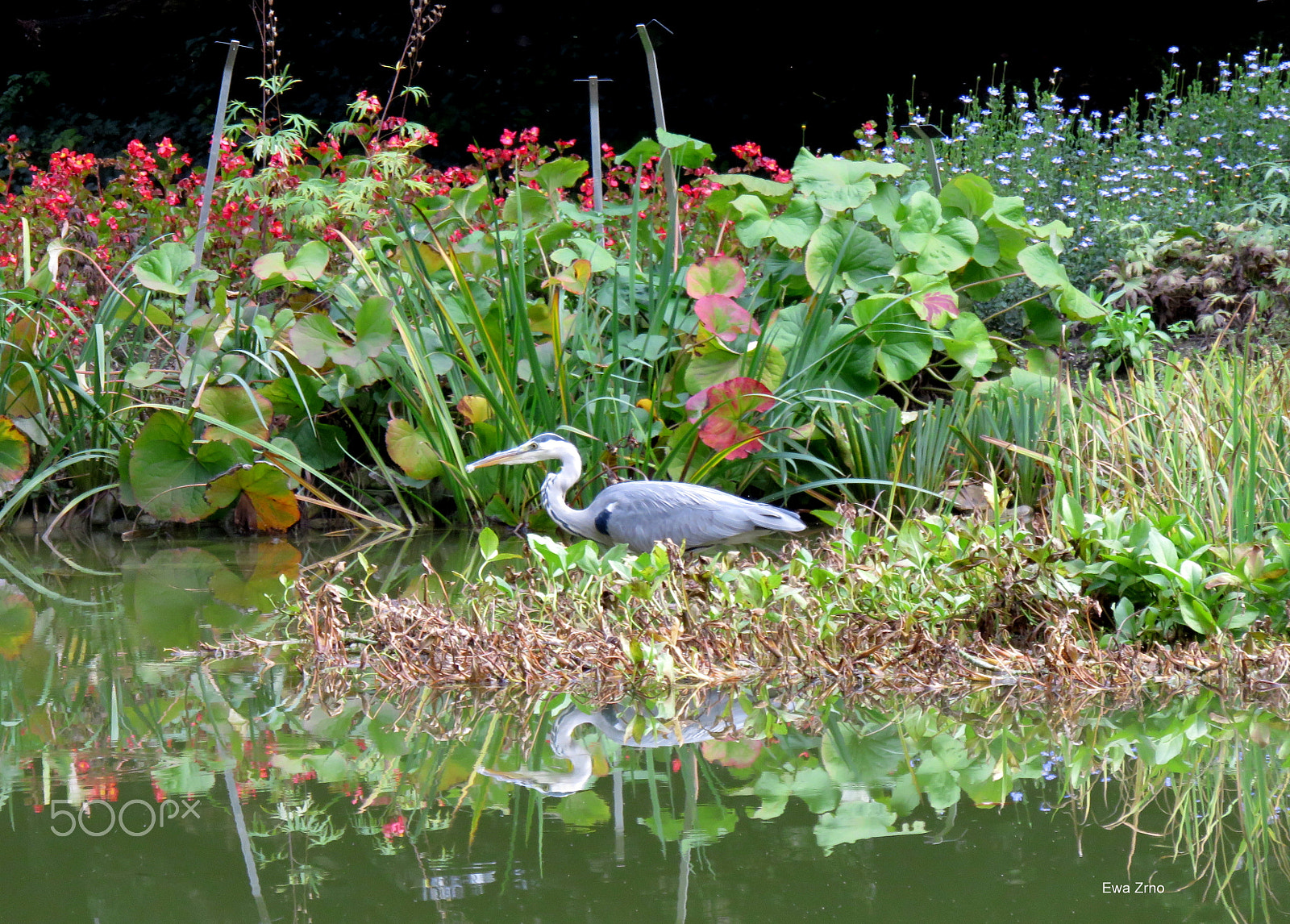 Canon PowerShot SX700 HS sample photo. Little grey heron. photography