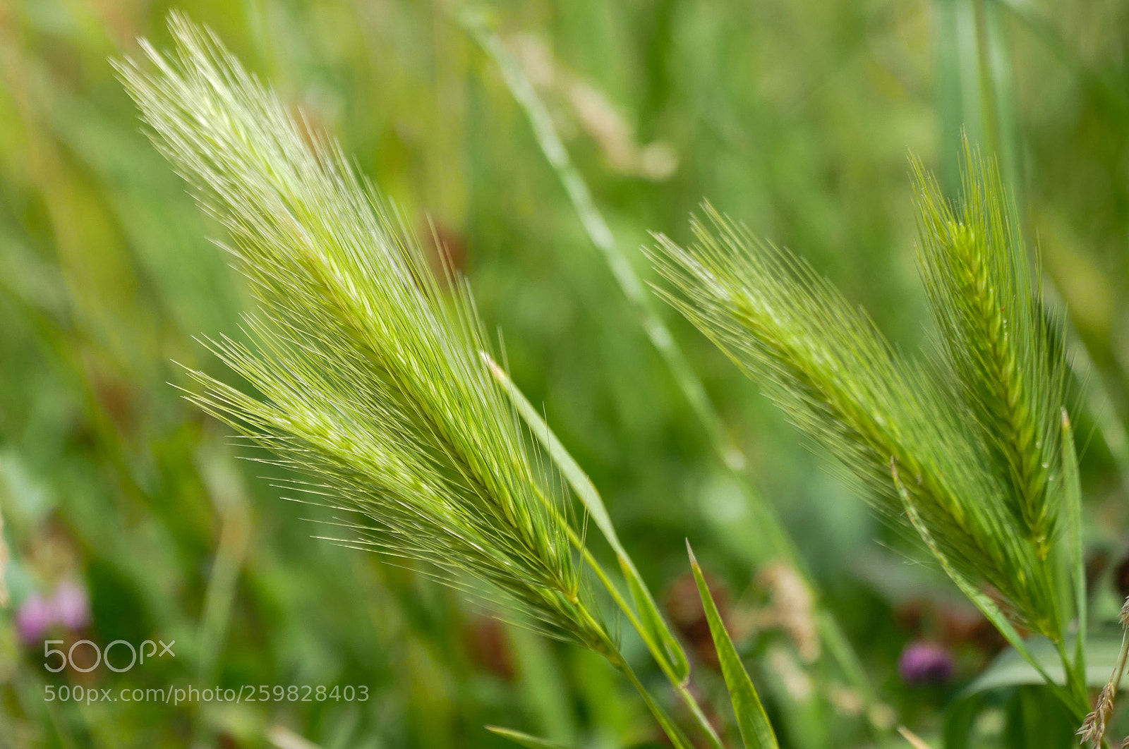 Panasonic Lumix DMC-FZ1000 sample photo. Fields of gold... photography