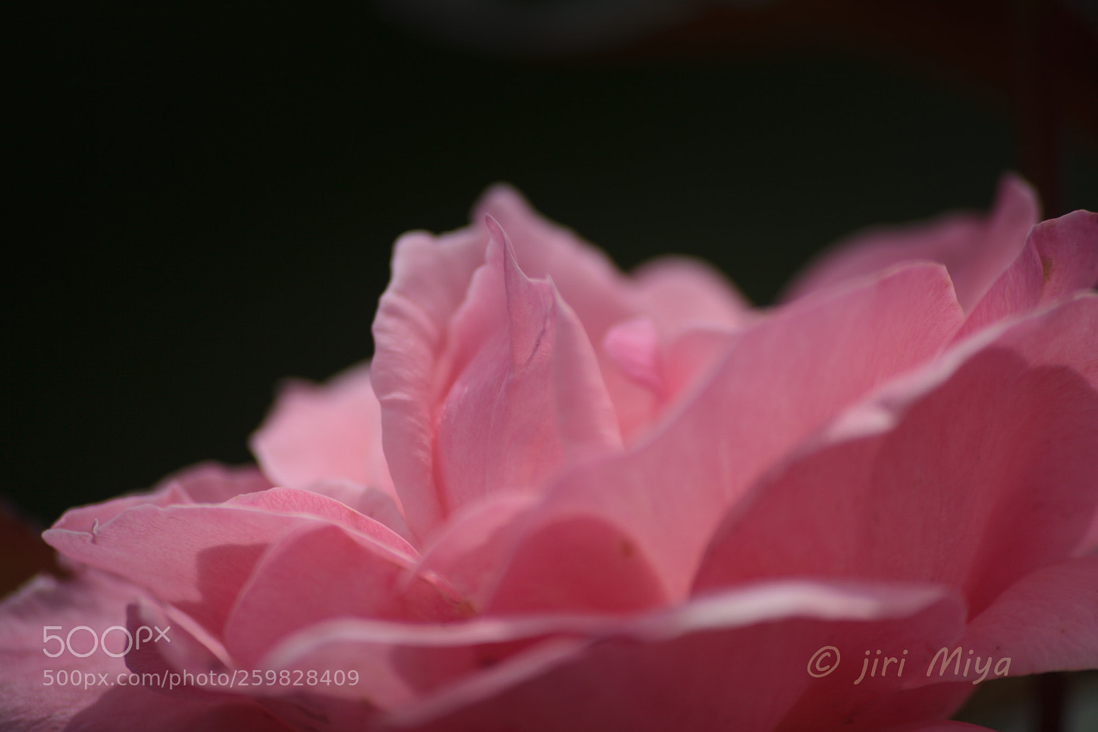 Canon EOS 5D Mark II sample photo. Softness photography
