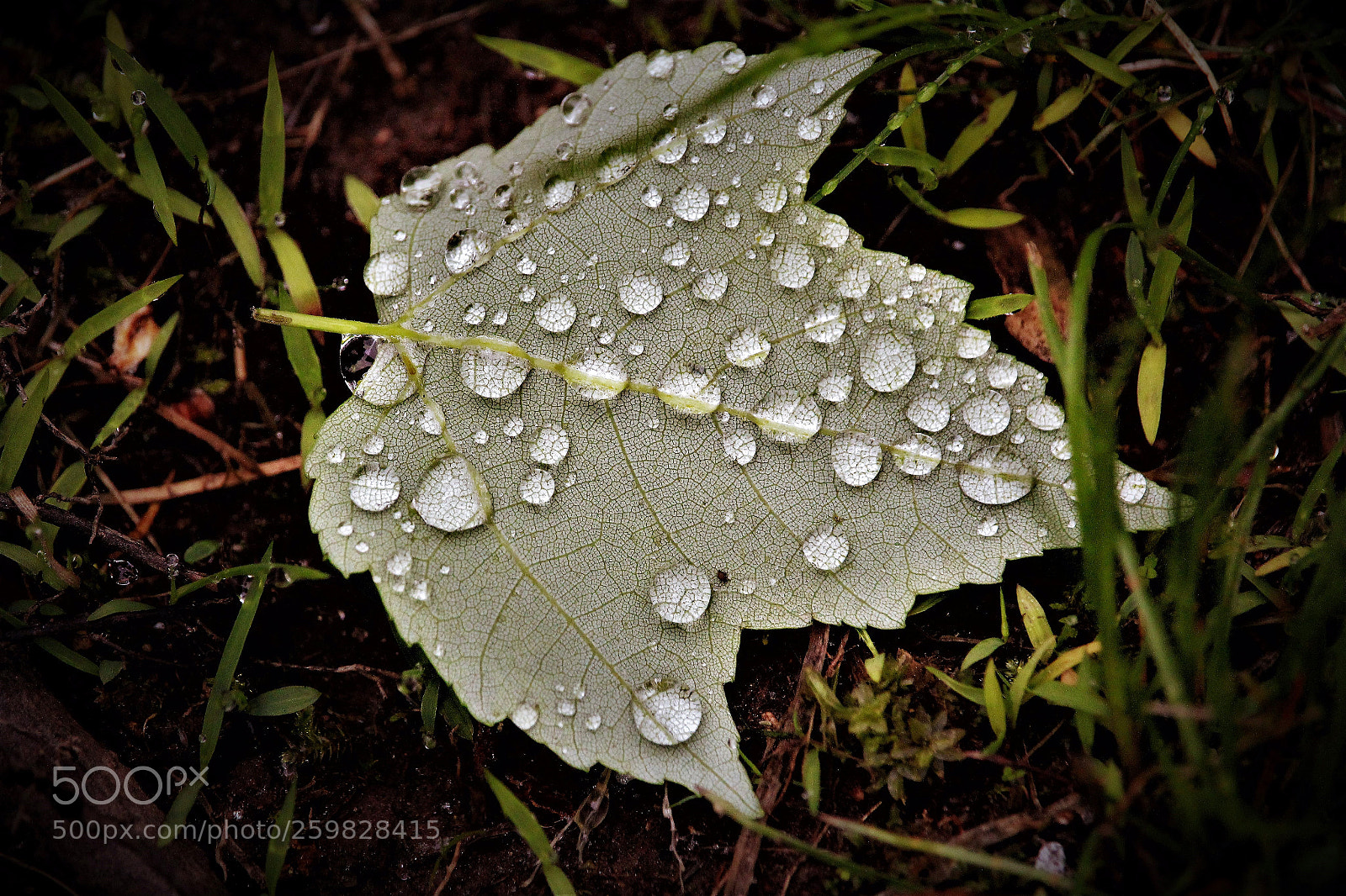 Canon EOS 1300D (EOS Rebel T6 / EOS Kiss X80) sample photo. Rain on maple photography
