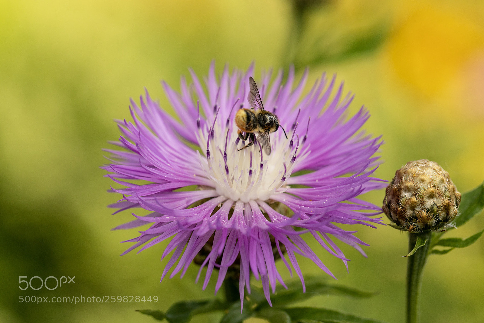 Canon EOS 5D Mark IV sample photo. Fly-in photography