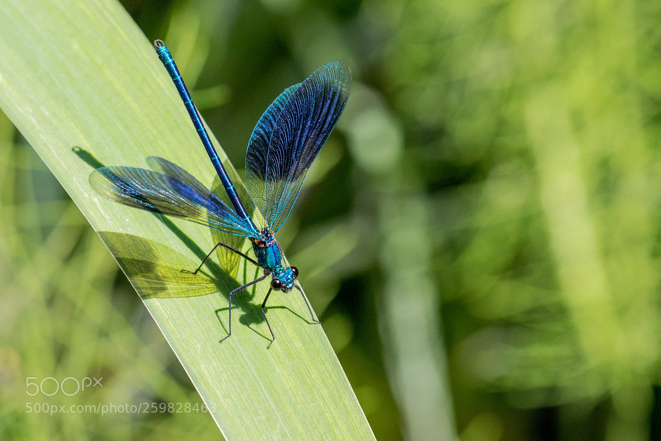 Canon EOS 5D Mark IV sample photo. Startvorbereitung photography