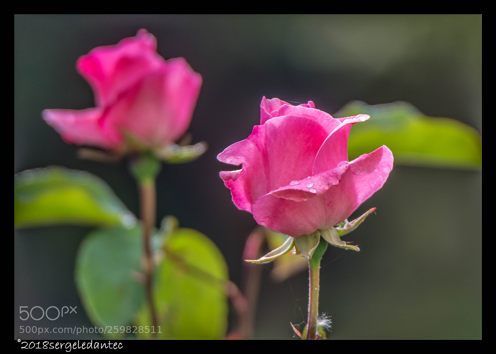 Nikon D5300 sample photo. Roses..... photography