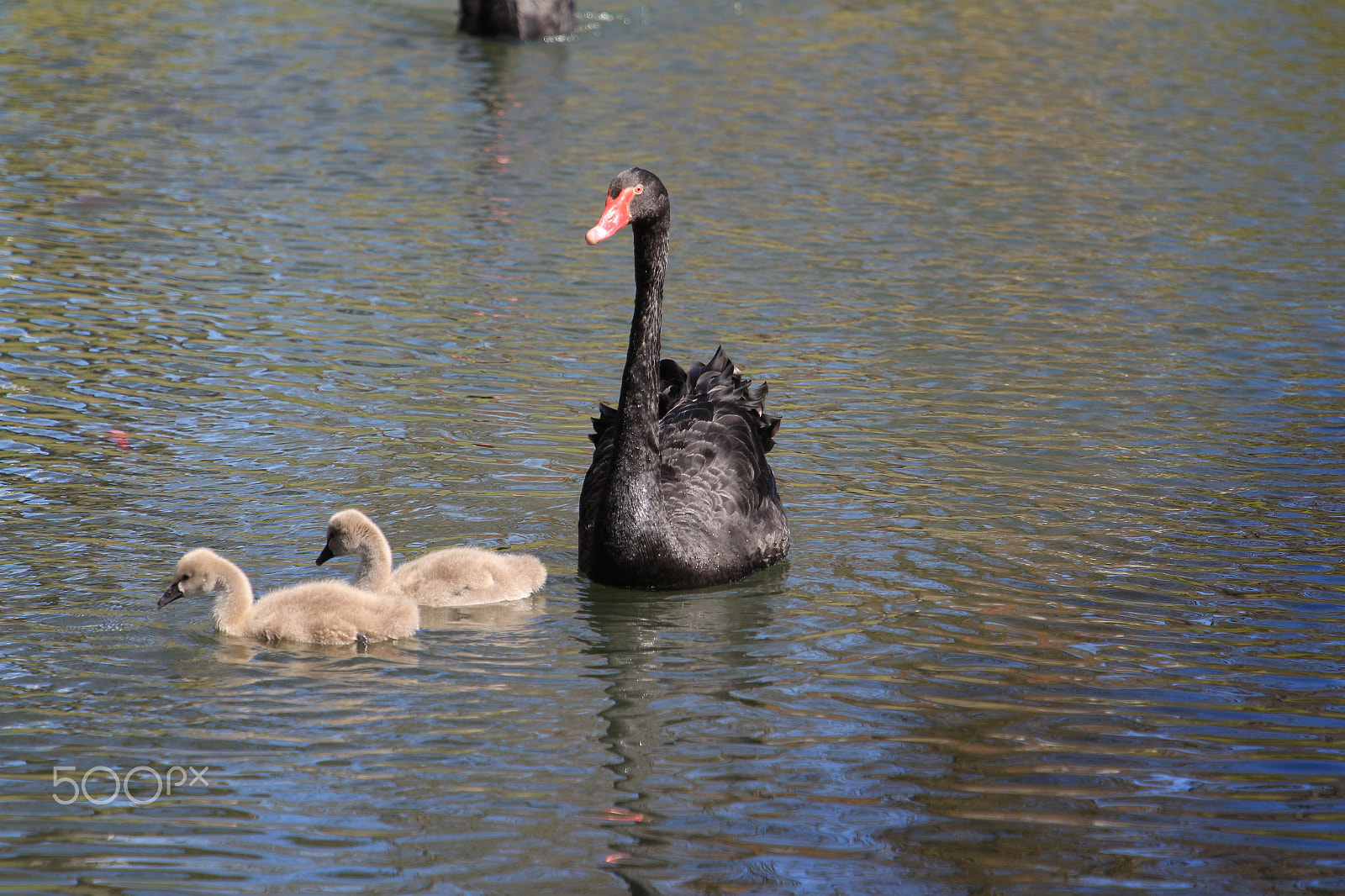 Canon EF 24-105mm F4L IS II USM sample photo. Black swan family photography