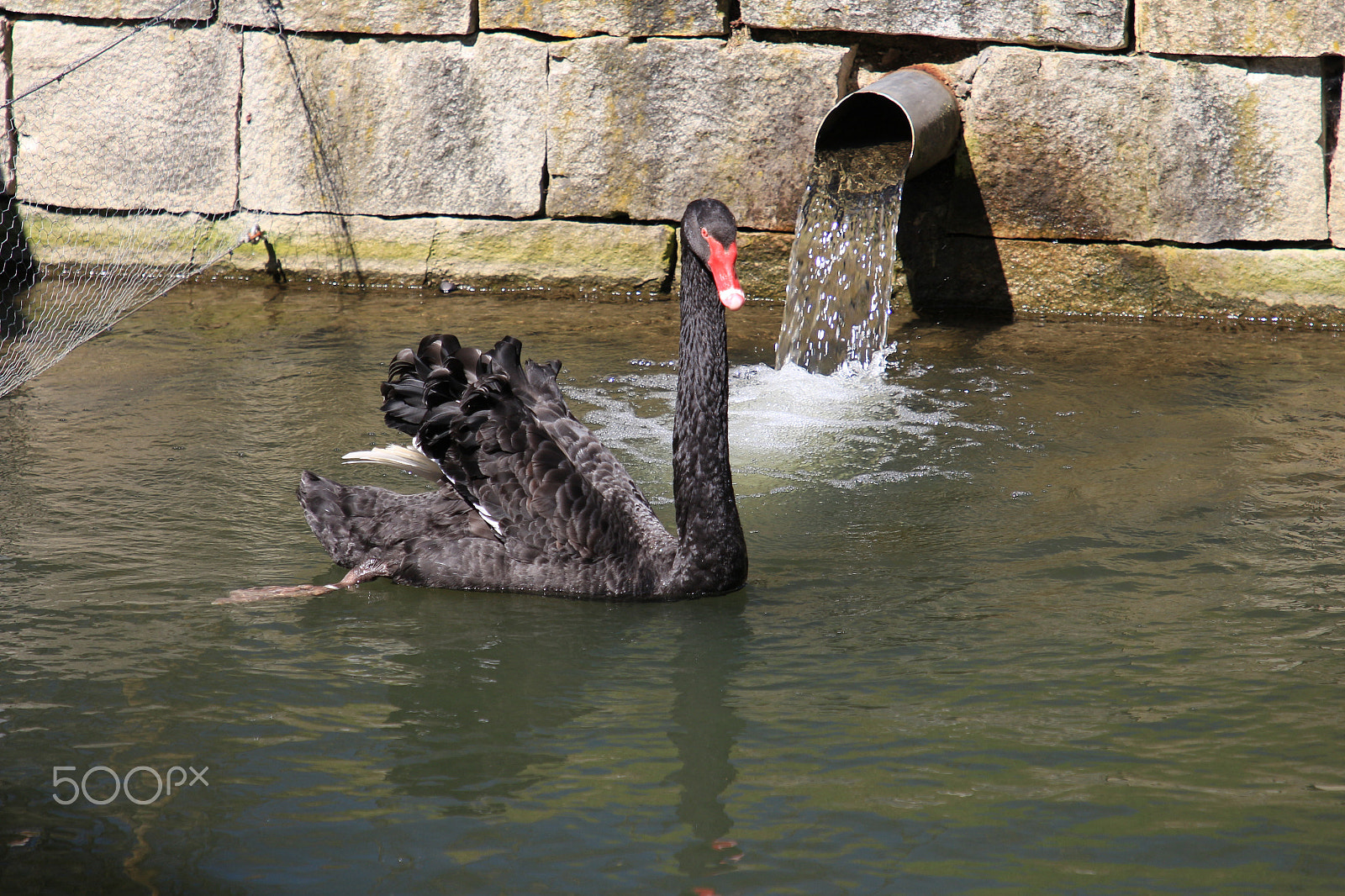 Canon EF 24-105mm F4L IS II USM sample photo. Black swan photography