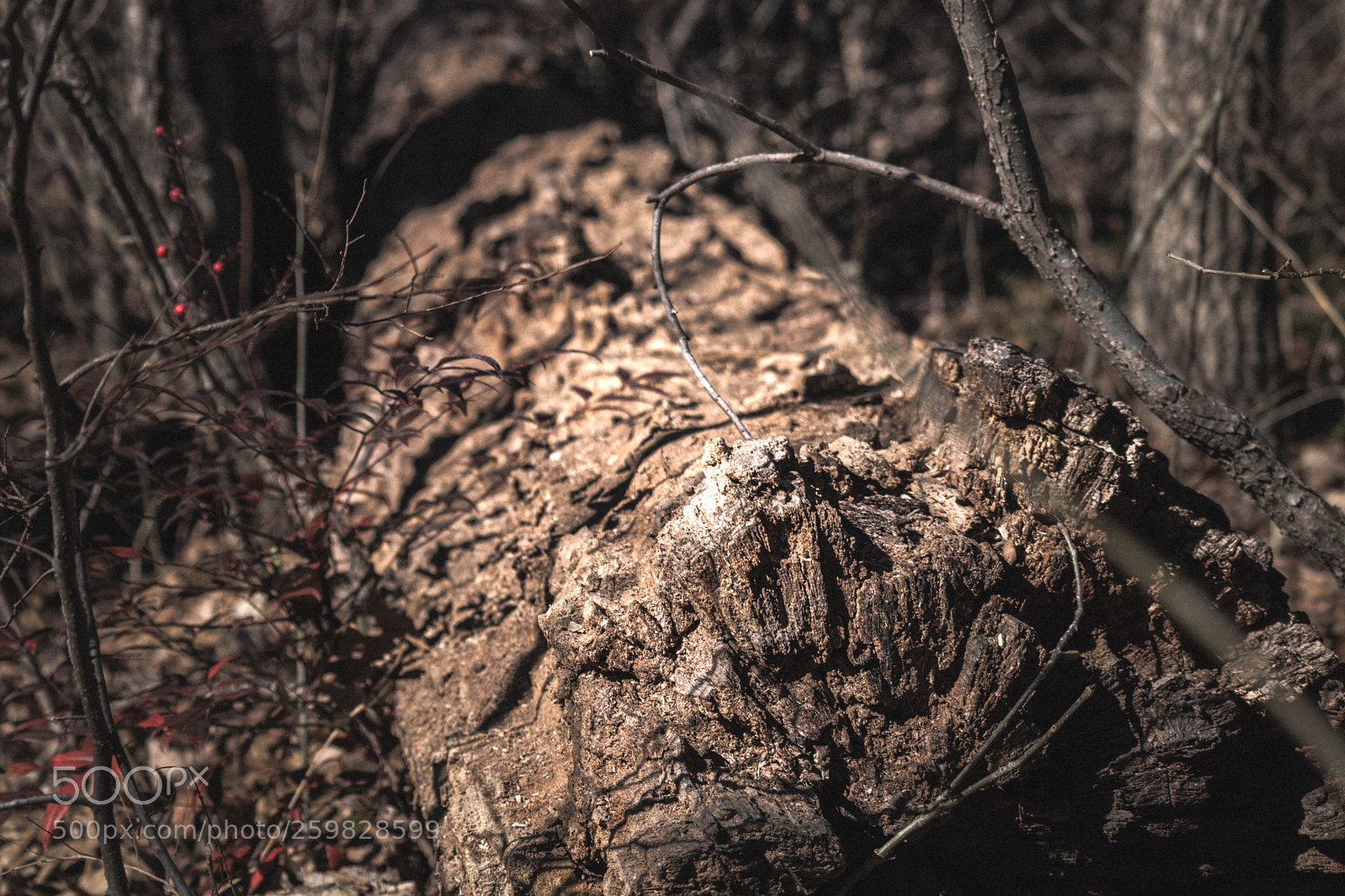Canon EOS 750D (EOS Rebel T6i / EOS Kiss X8i) sample photo. Untitled photography