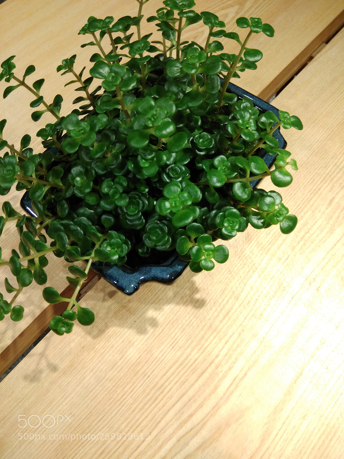 Xiaomi Redmi Note 4 sample photo. Small plant photography
