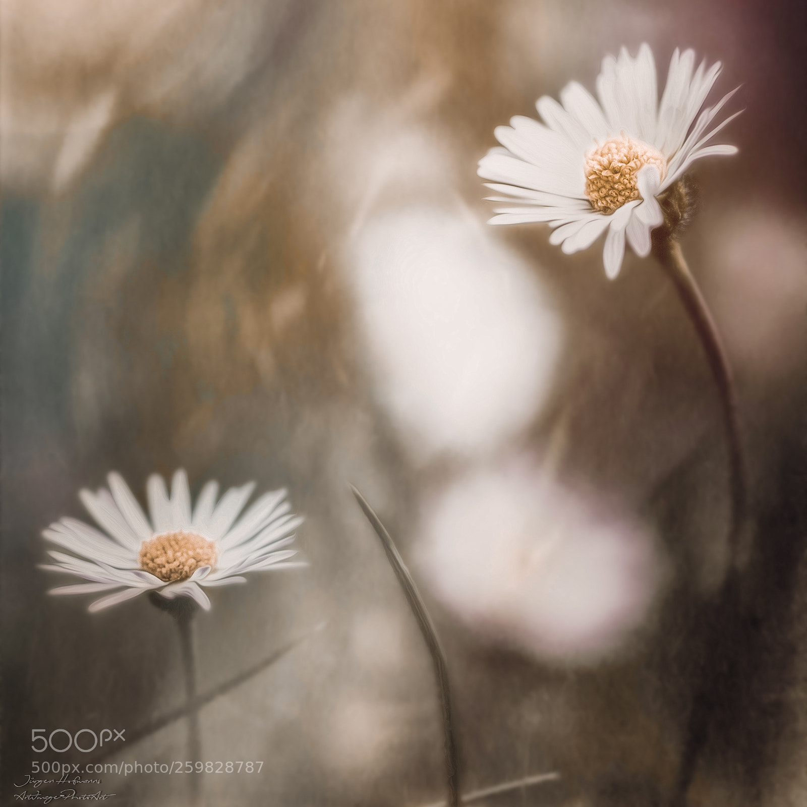 Canon EOS 7D Mark II sample photo. Daisy photography