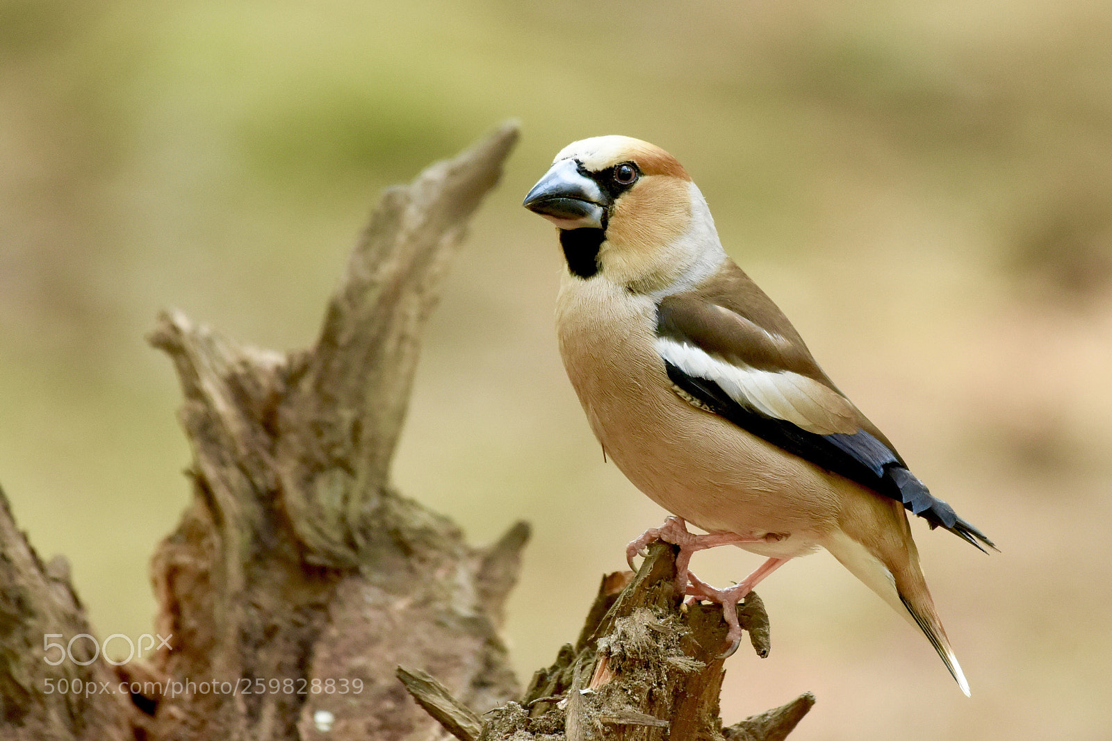 Nikon D810 sample photo. Hawfinch photography