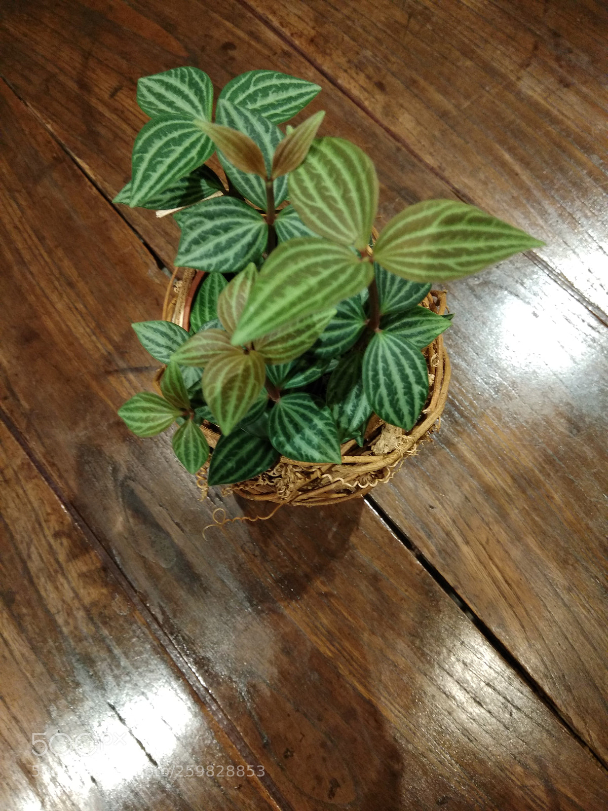 Xiaomi Redmi Note 4 sample photo. Small green plant photography