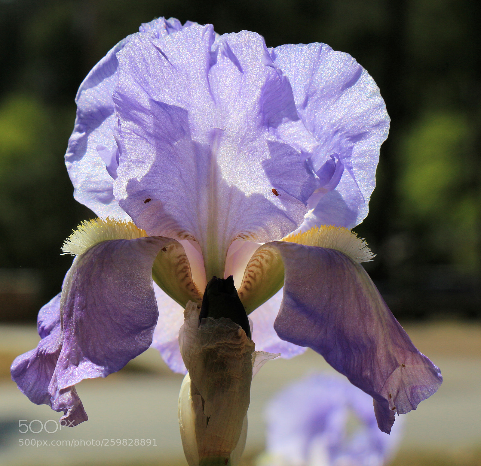 Canon EOS 700D (EOS Rebel T5i / EOS Kiss X7i) sample photo. Queen photography