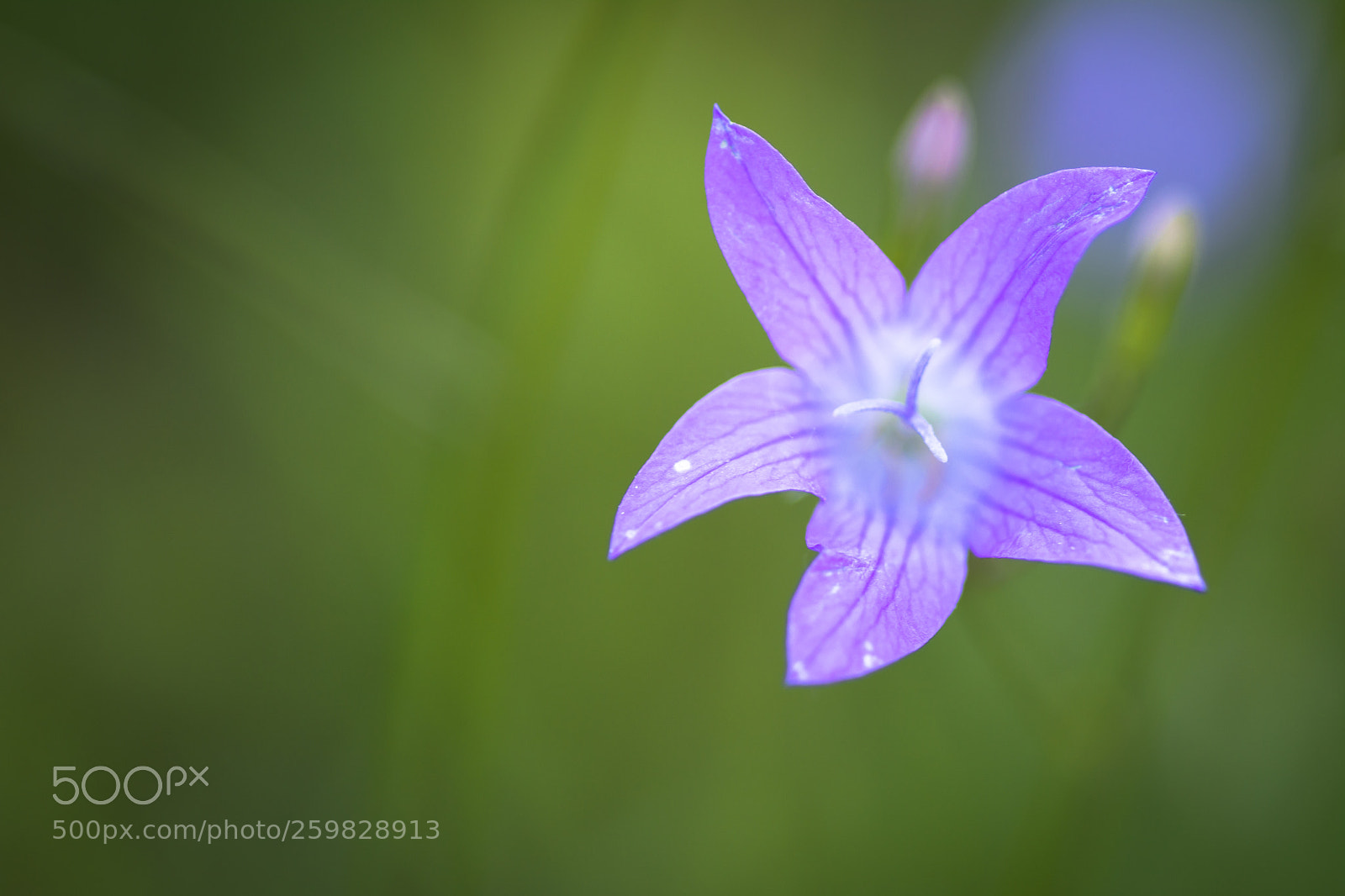 Nikon D7100 sample photo. Meadow bell -spreading bellflower photography