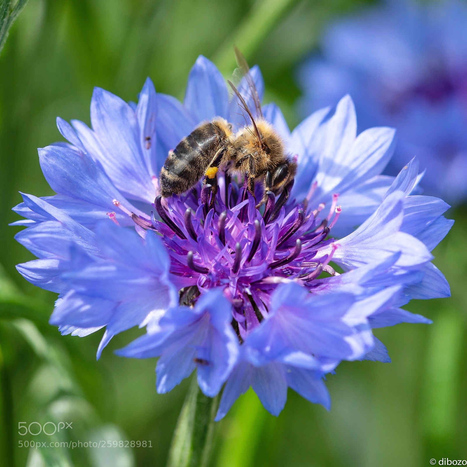 Nikon D750 sample photo. Bei der arbeit photography