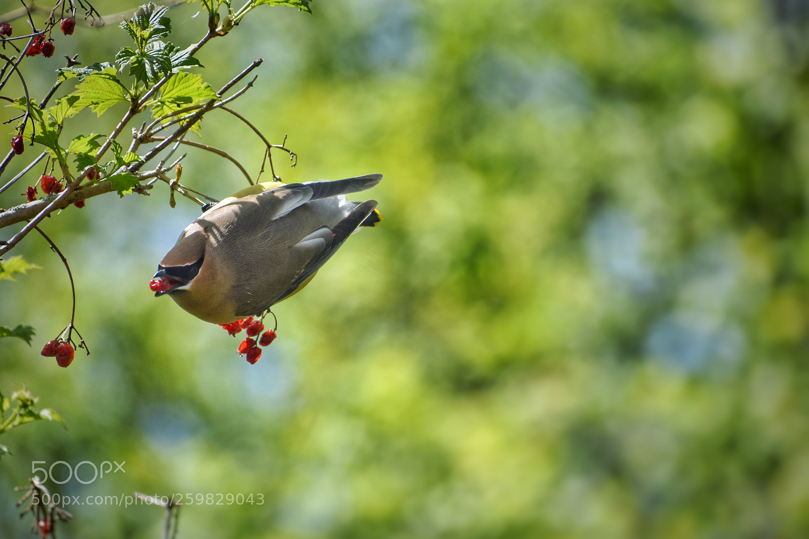Nikon D3400 sample photo. Cedar waxwing grabbing a photography