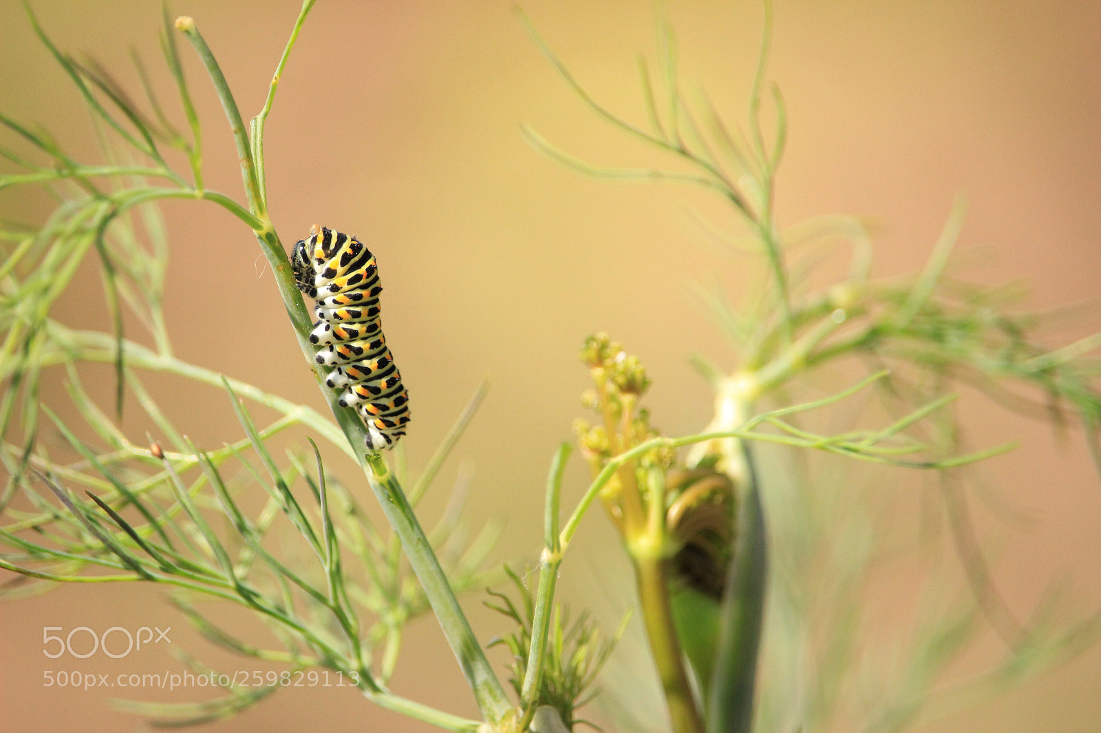 Canon EOS 100D (EOS Rebel SL1 / EOS Kiss X7) sample photo. Caterpillar  photography