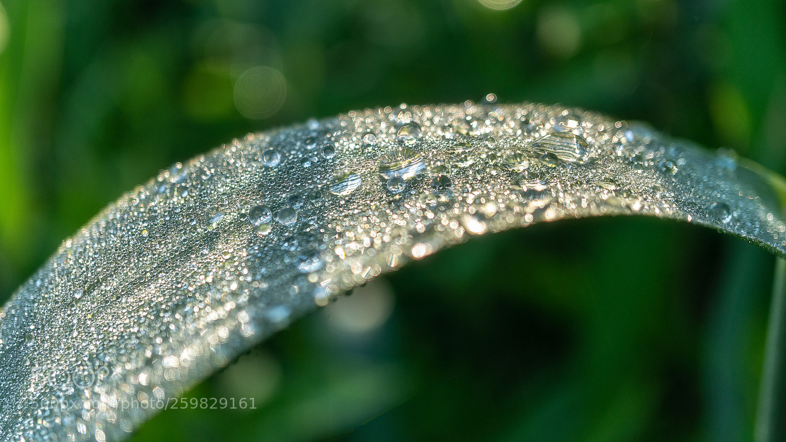Sony a6300 sample photo. Morning diamonds photography