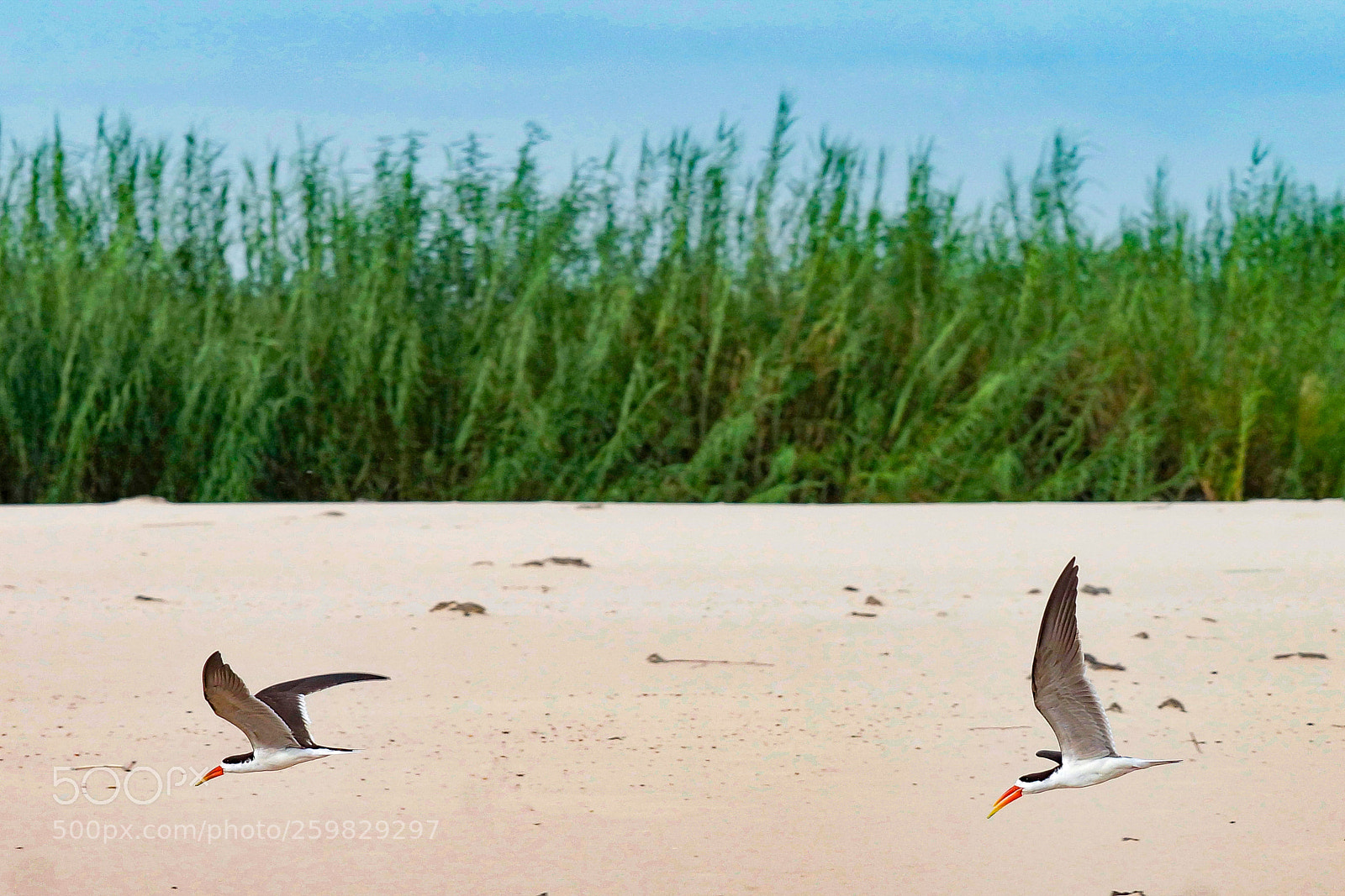 Sony SLT-A77 sample photo. African skimmer photography