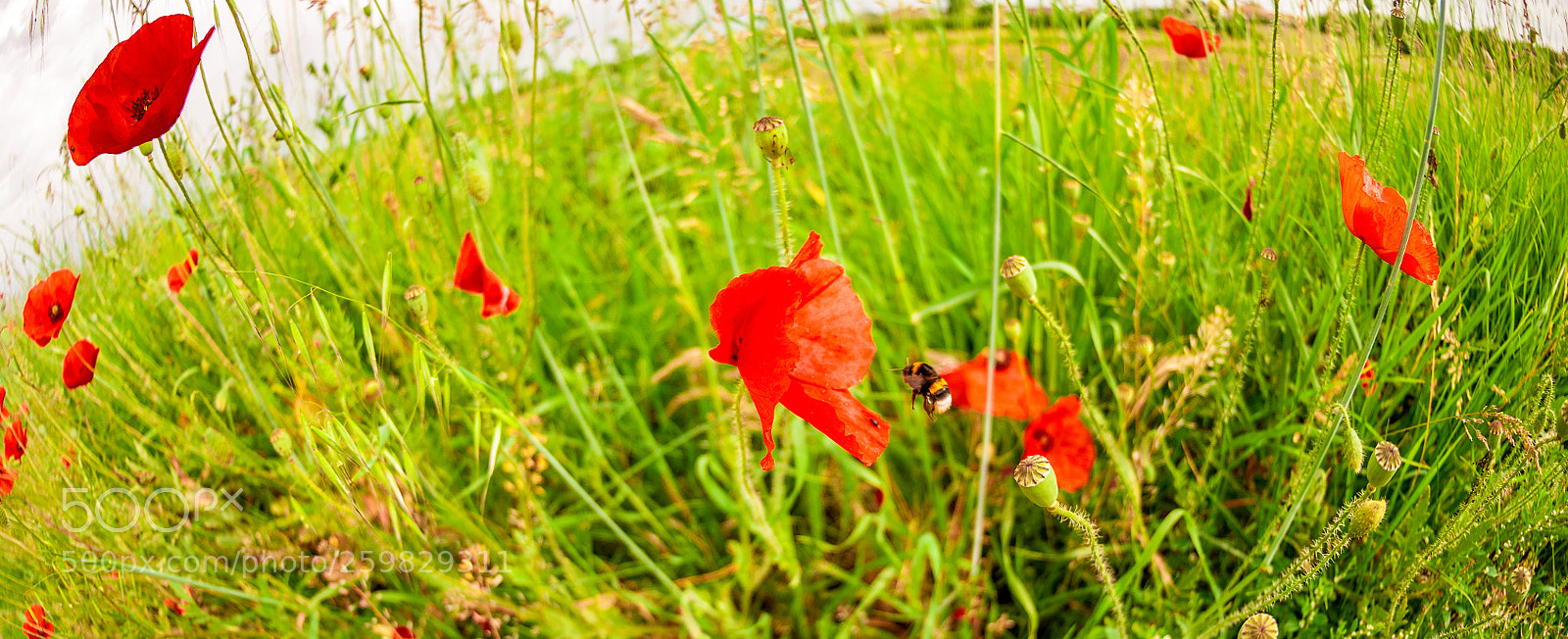 Nikon D300 sample photo. Bzzzzz photography