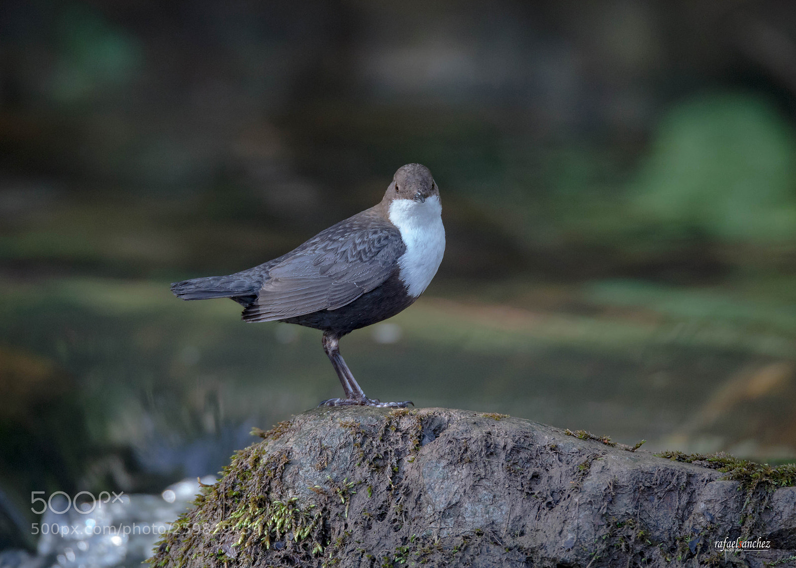 Canon EOS 5D Mark IV sample photo. Mirlo acuatico - white photography