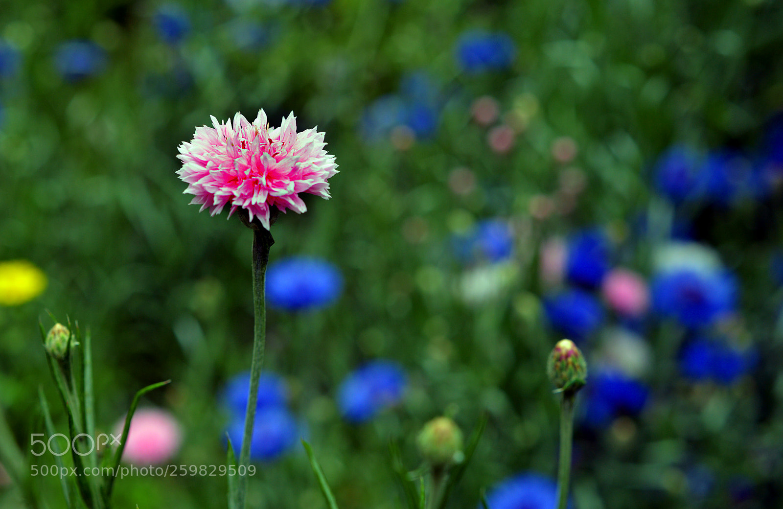 Nikon D3200 sample photo. Flor photography