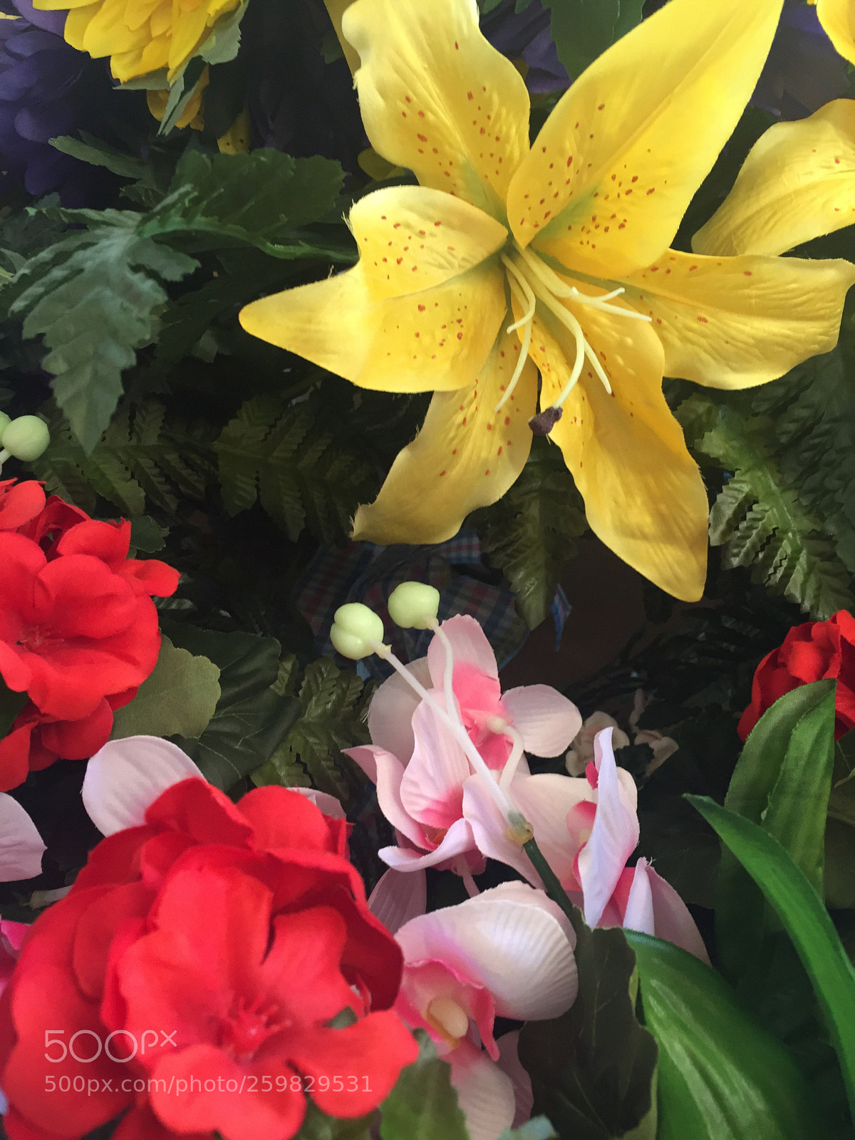 Apple iPhone 6 Plus sample photo. Today’s flower ?  photography