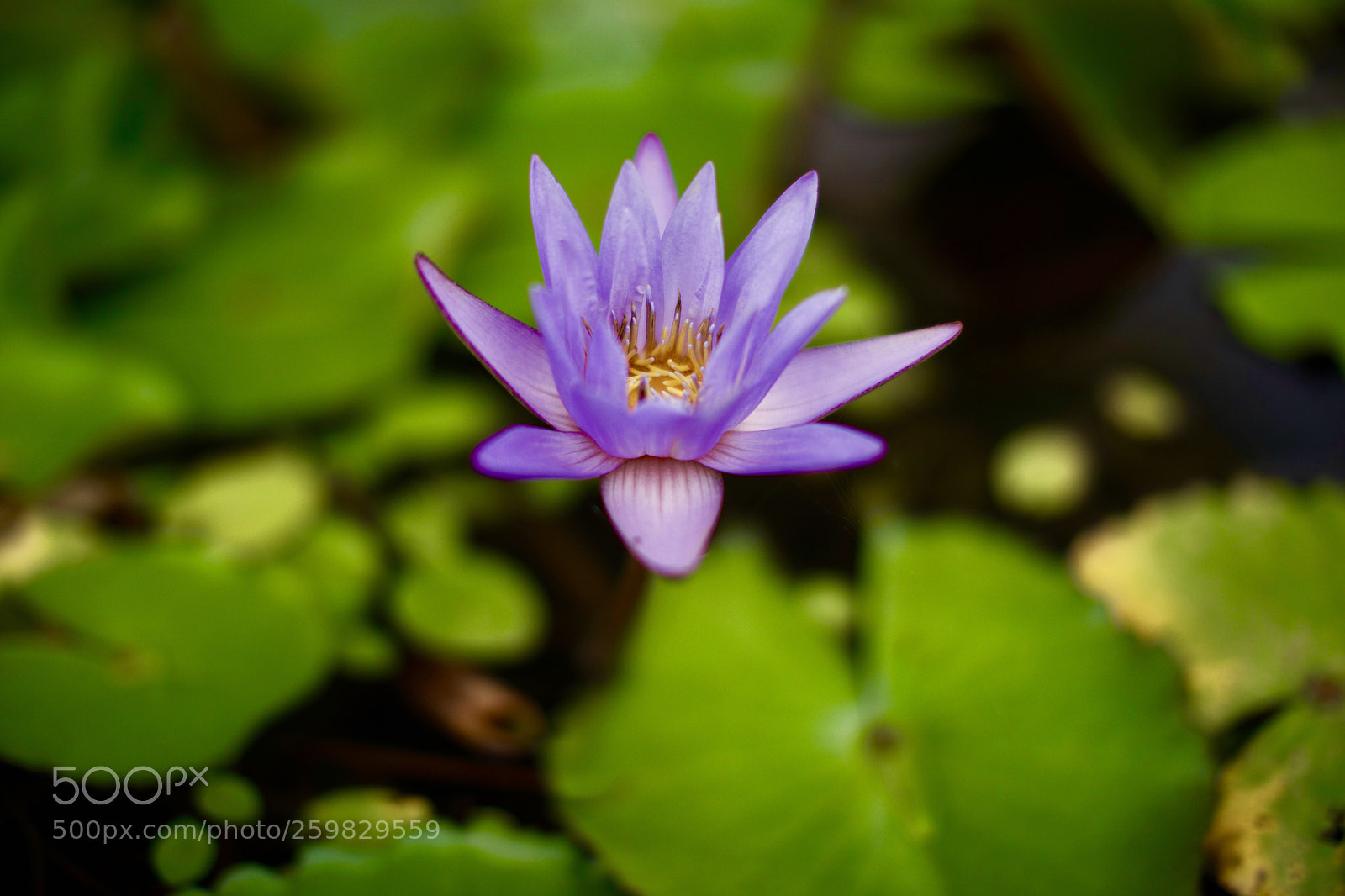 Canon EOS 5D Mark IV sample photo. Water lily photography