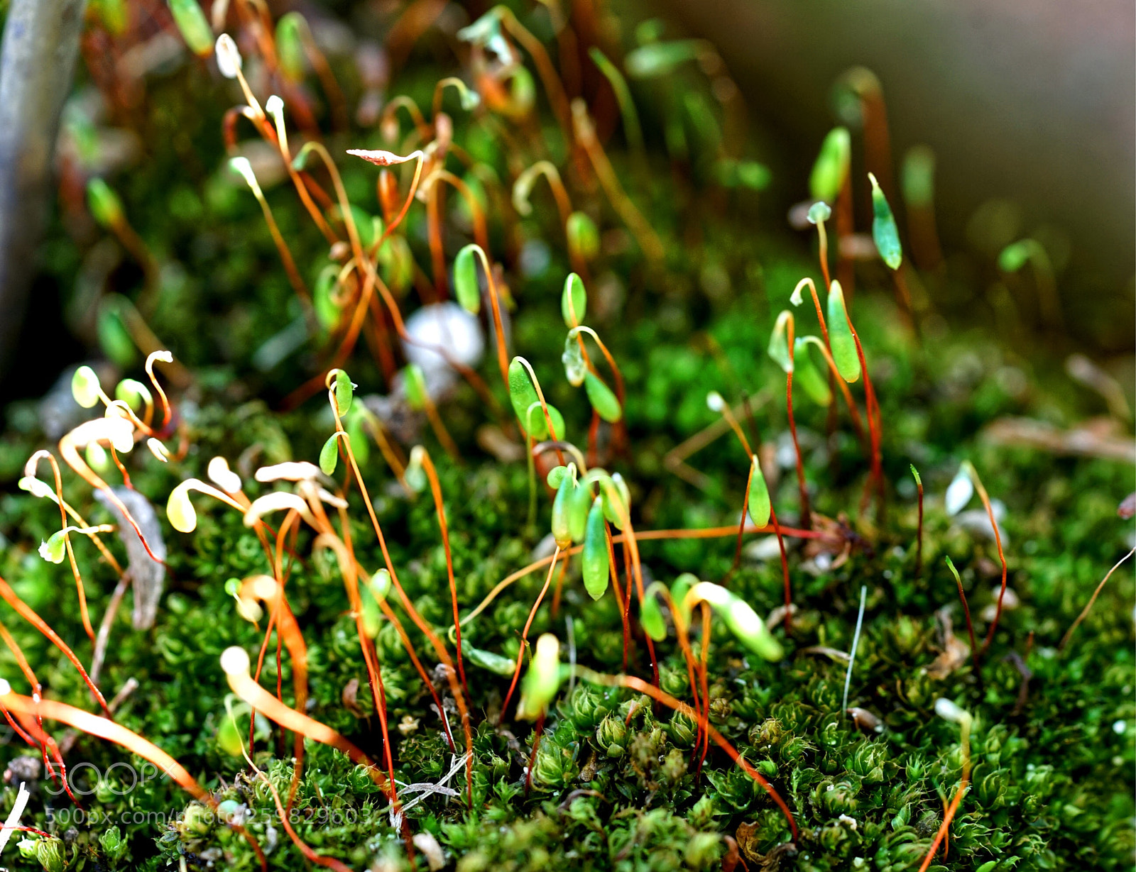 Sony a7 II sample photo. Tiny little world  photography