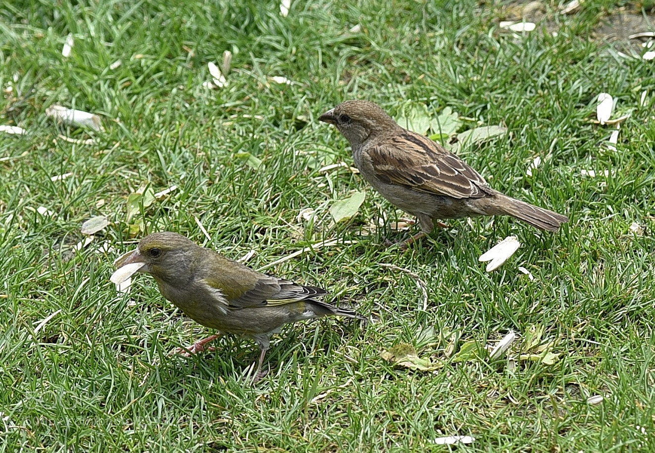 Nikon D750 sample photo. Nightingale and sparrow photography