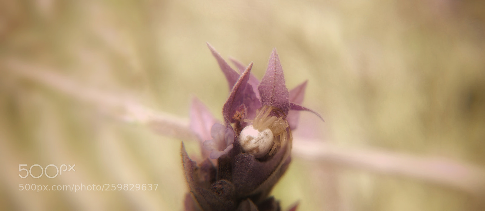Motorola Moto G (4) sample photo. Lavanda photography