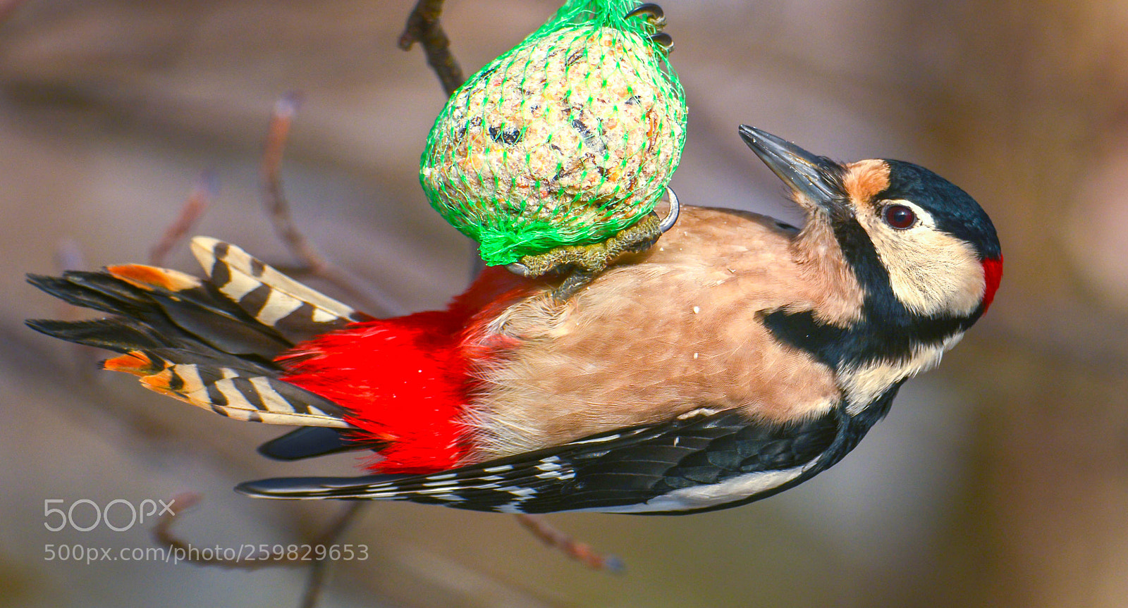 Nikon D7100 sample photo. Woodpecker photography