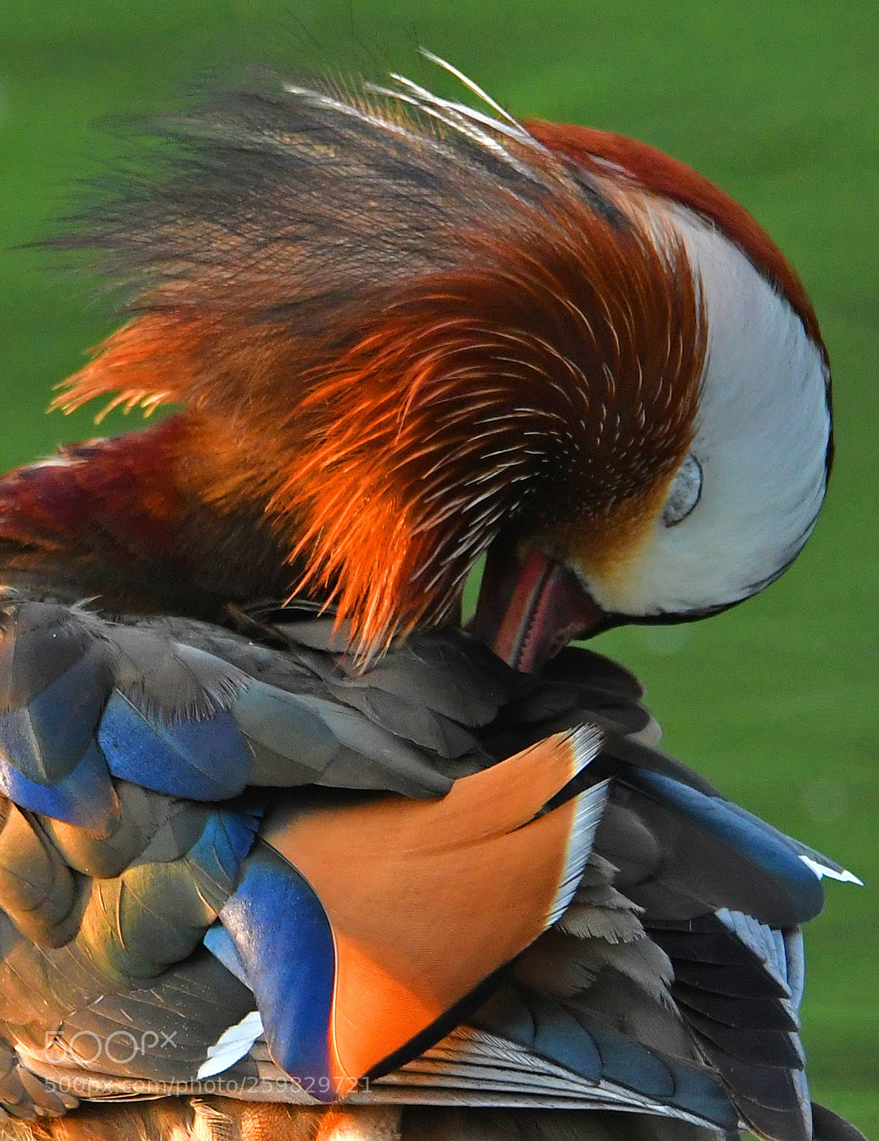 Nikon D500 sample photo. Mandarin duck photography