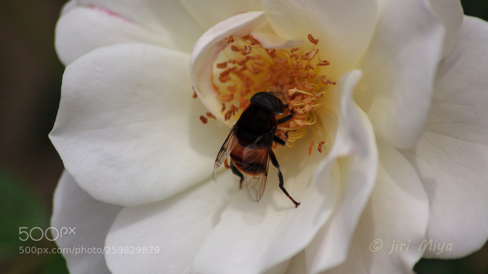 Canon EOS 5D Mark II sample photo. A bee photography