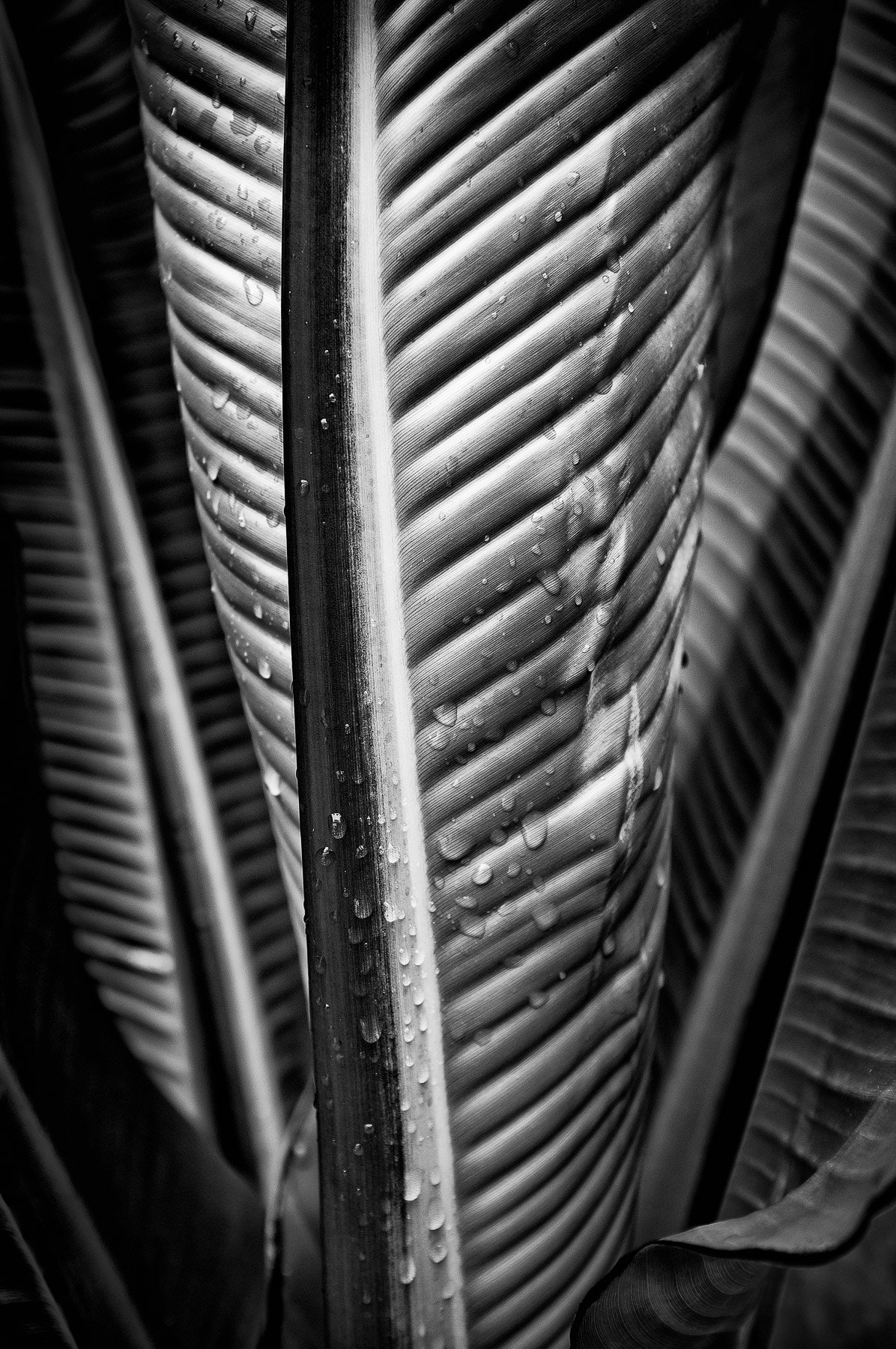 Fujifilm FinePix X100 sample photo. Banana plant photography