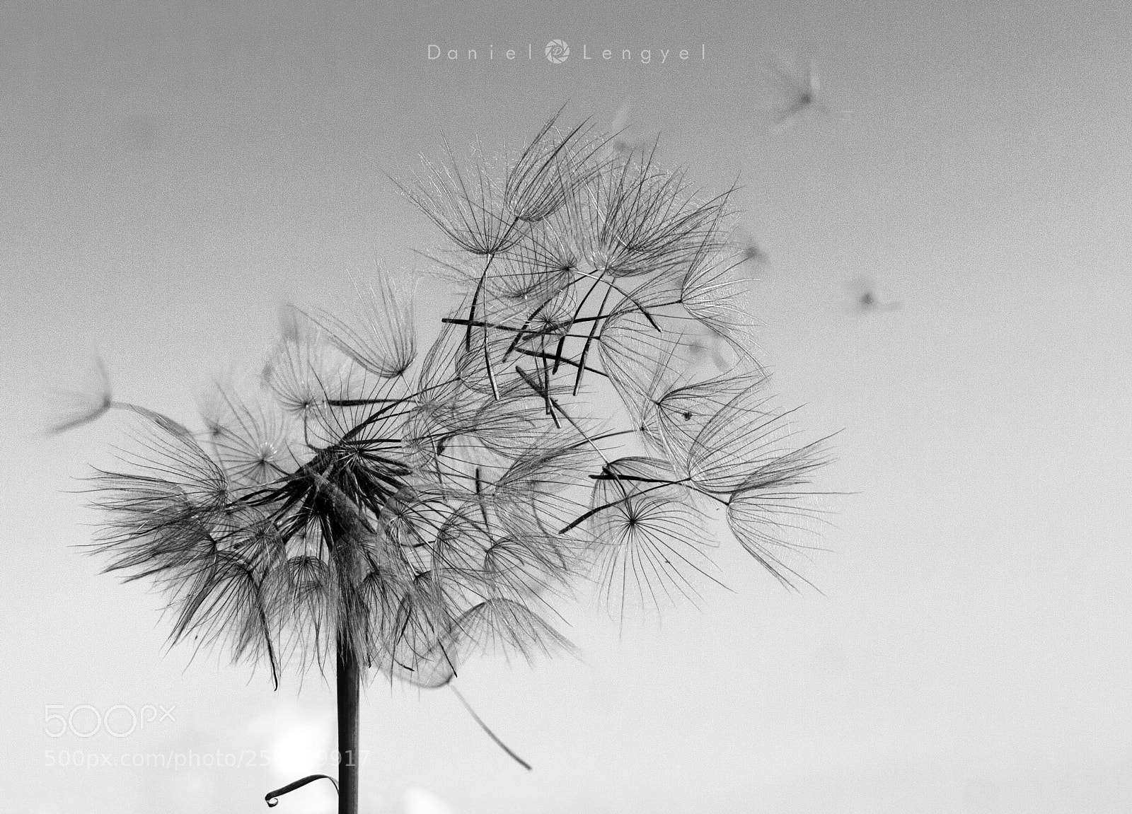 Canon EOS 350D (EOS Digital Rebel XT / EOS Kiss Digital N) sample photo. Dandelion part i. photography