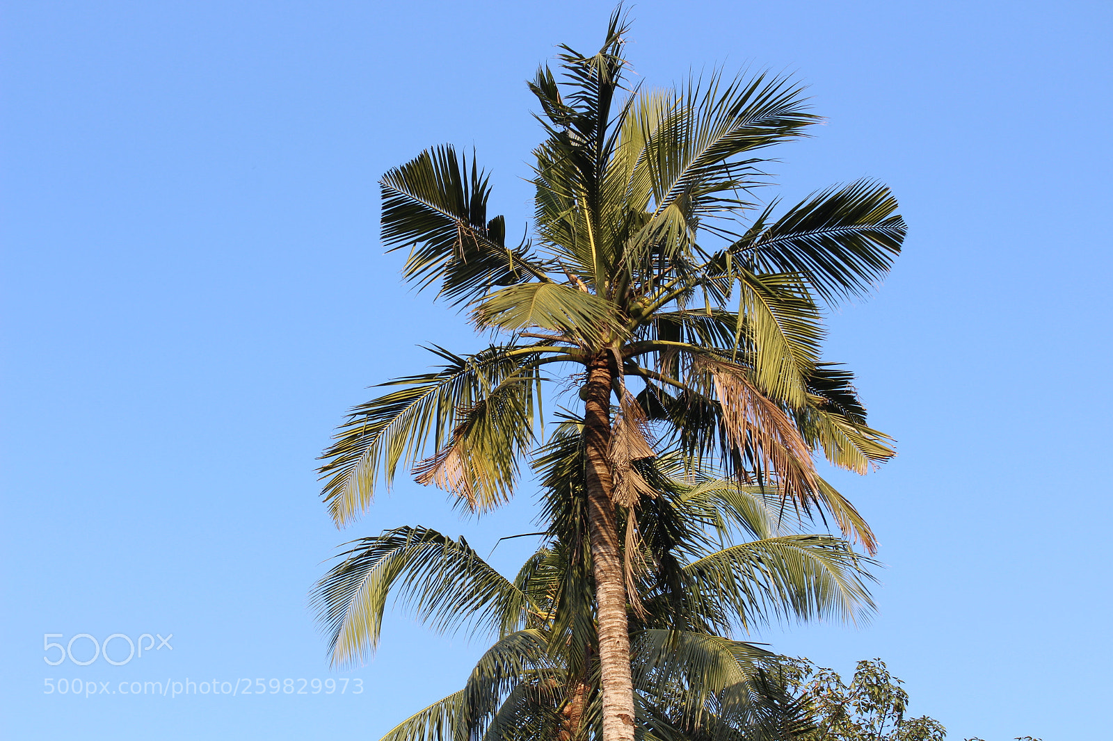 Canon EOS 700D (EOS Rebel T5i / EOS Kiss X7i) sample photo. Coconut tree beauty photography