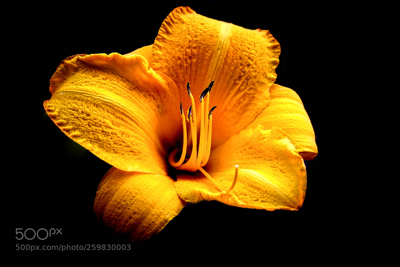 Fujifilm X-E3 sample photo. Day lily photography