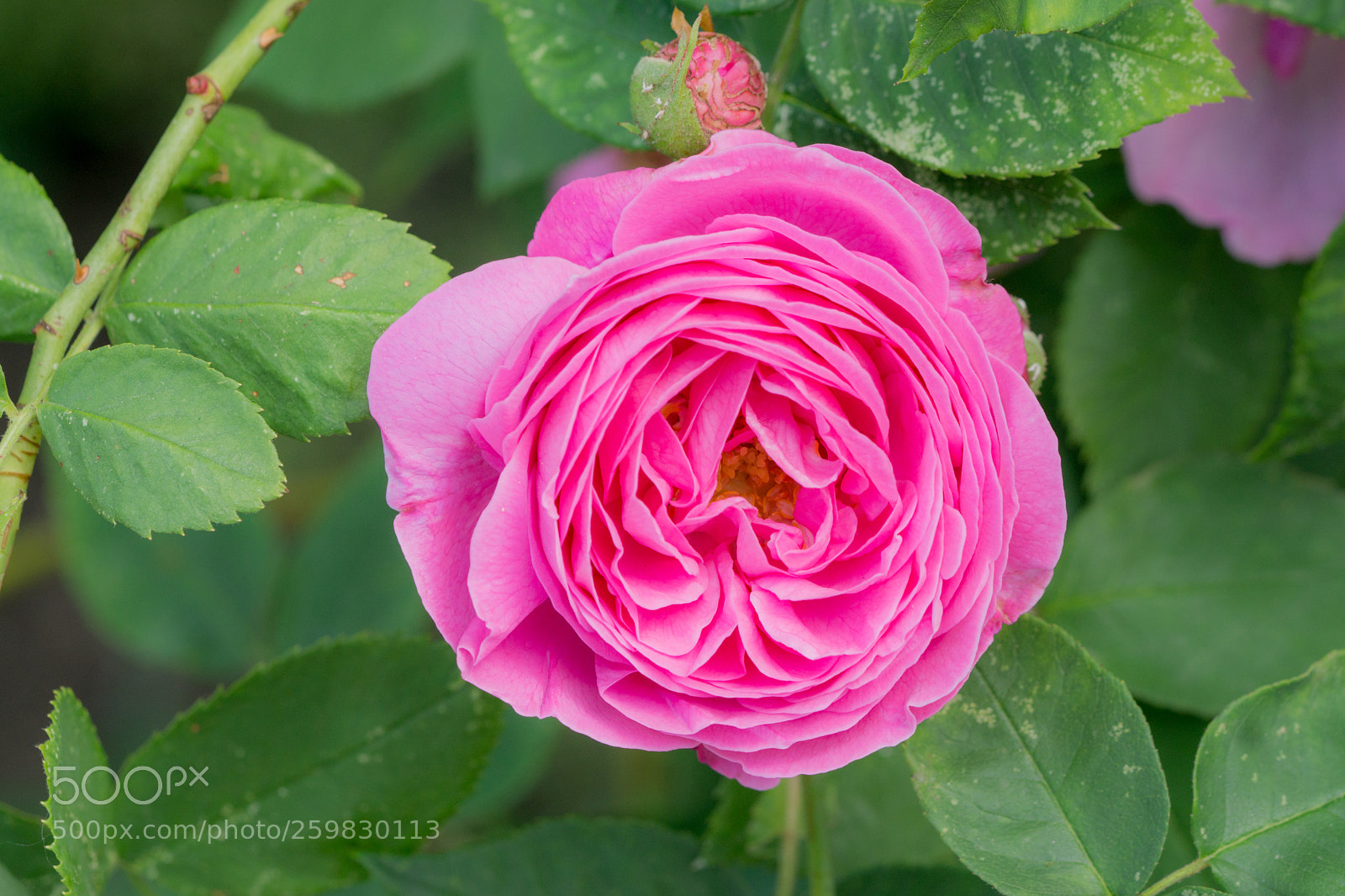 Sony a6000 sample photo. Constance spry photography