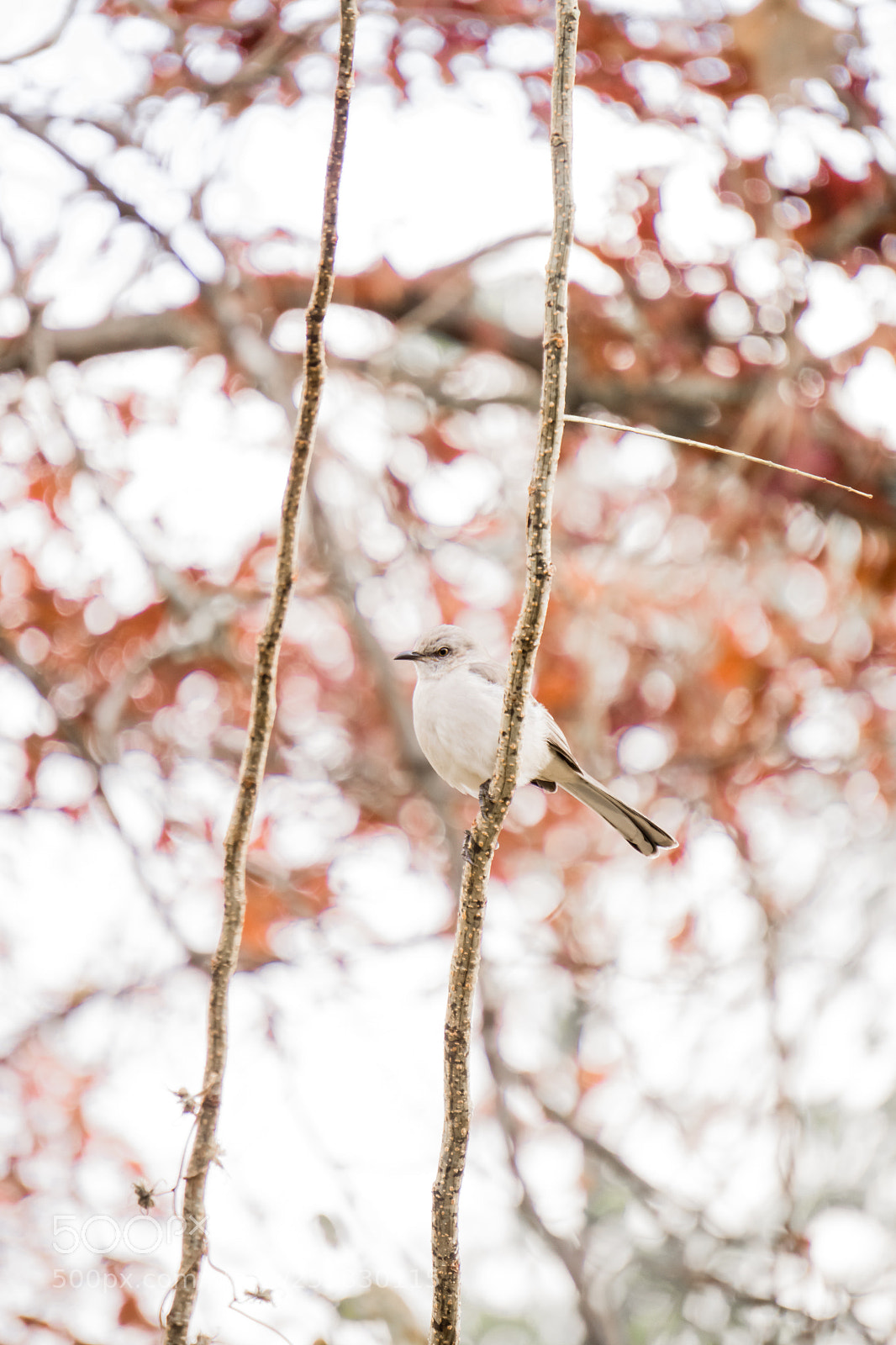 Sony a6000 sample photo. Beautiful white feather bird photography