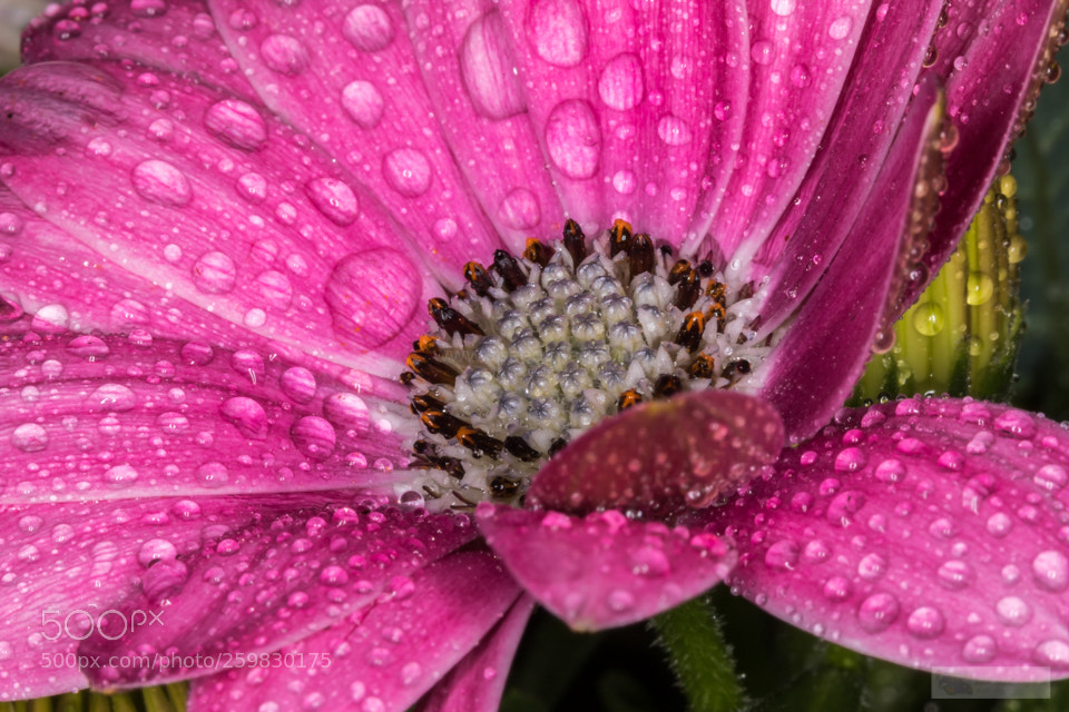 Canon EOS 7D Mark II sample photo. Red and drops photography