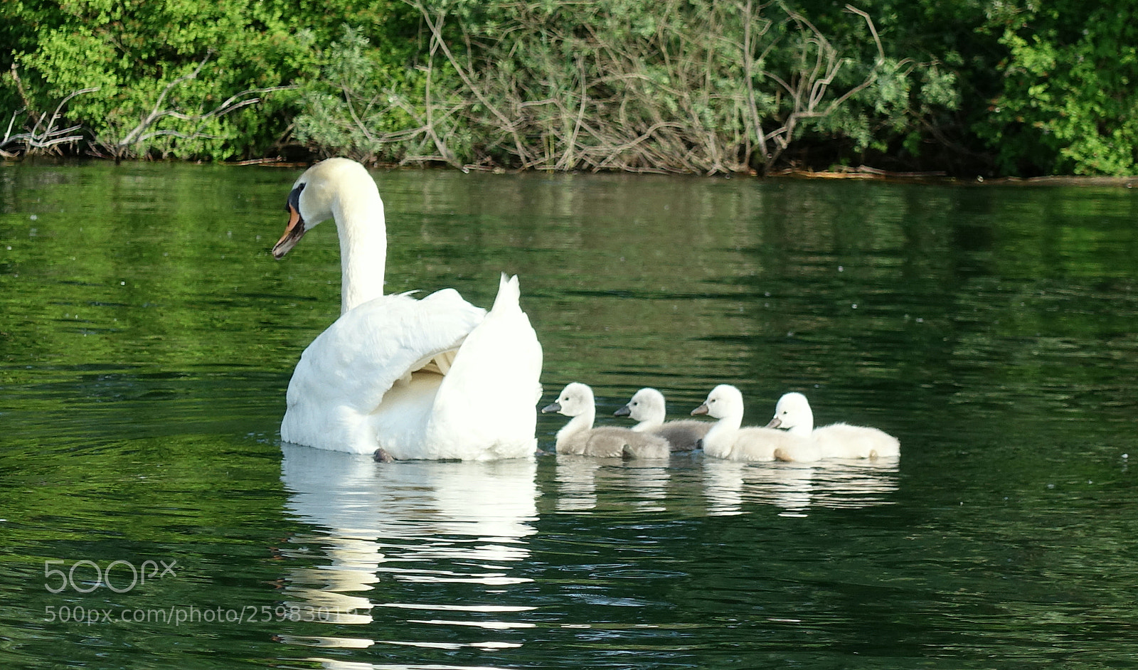 Sony Cyber-shot DSC-RX100 III sample photo. Each mom with her photography